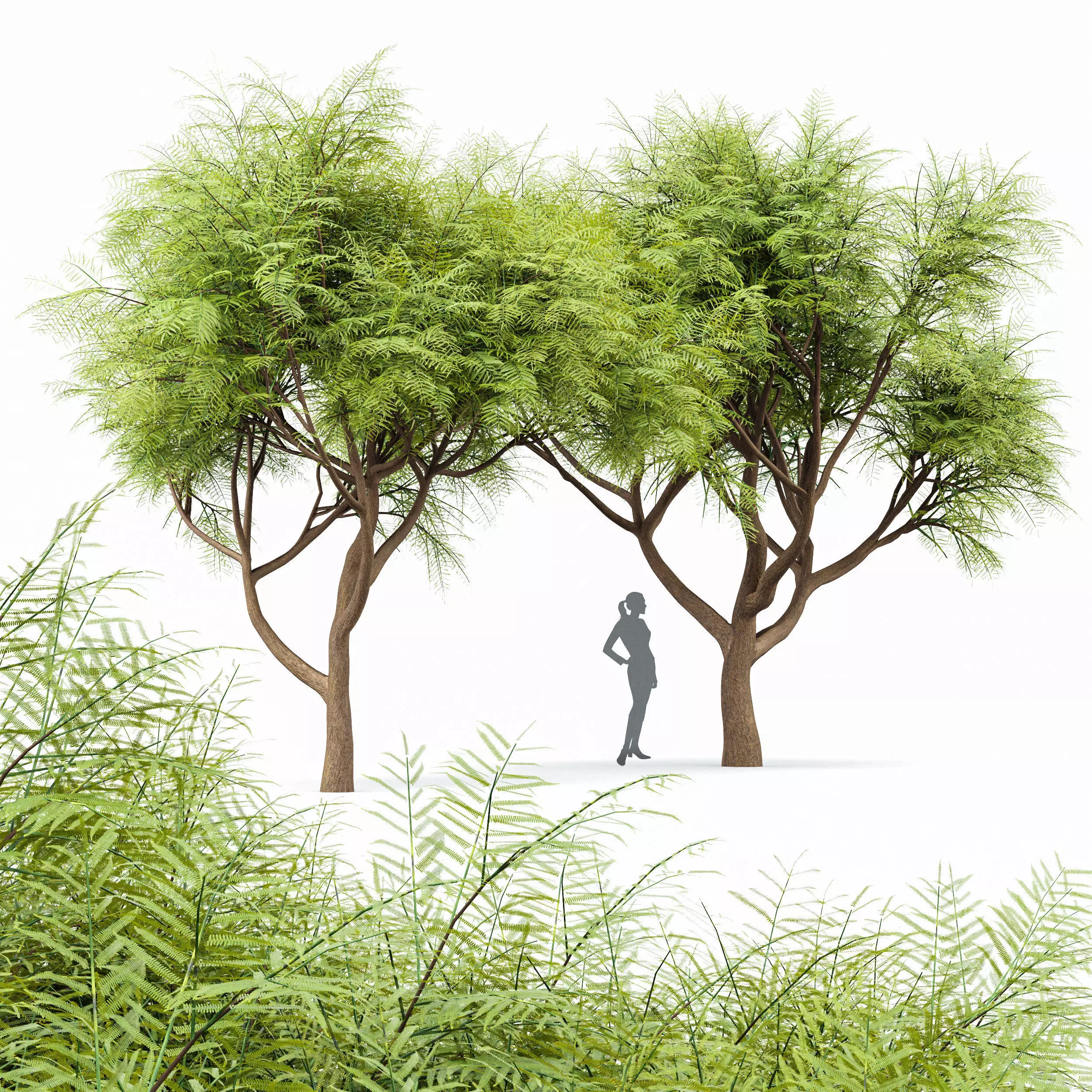 Velvet Mesquite 2Trees 3D model_0