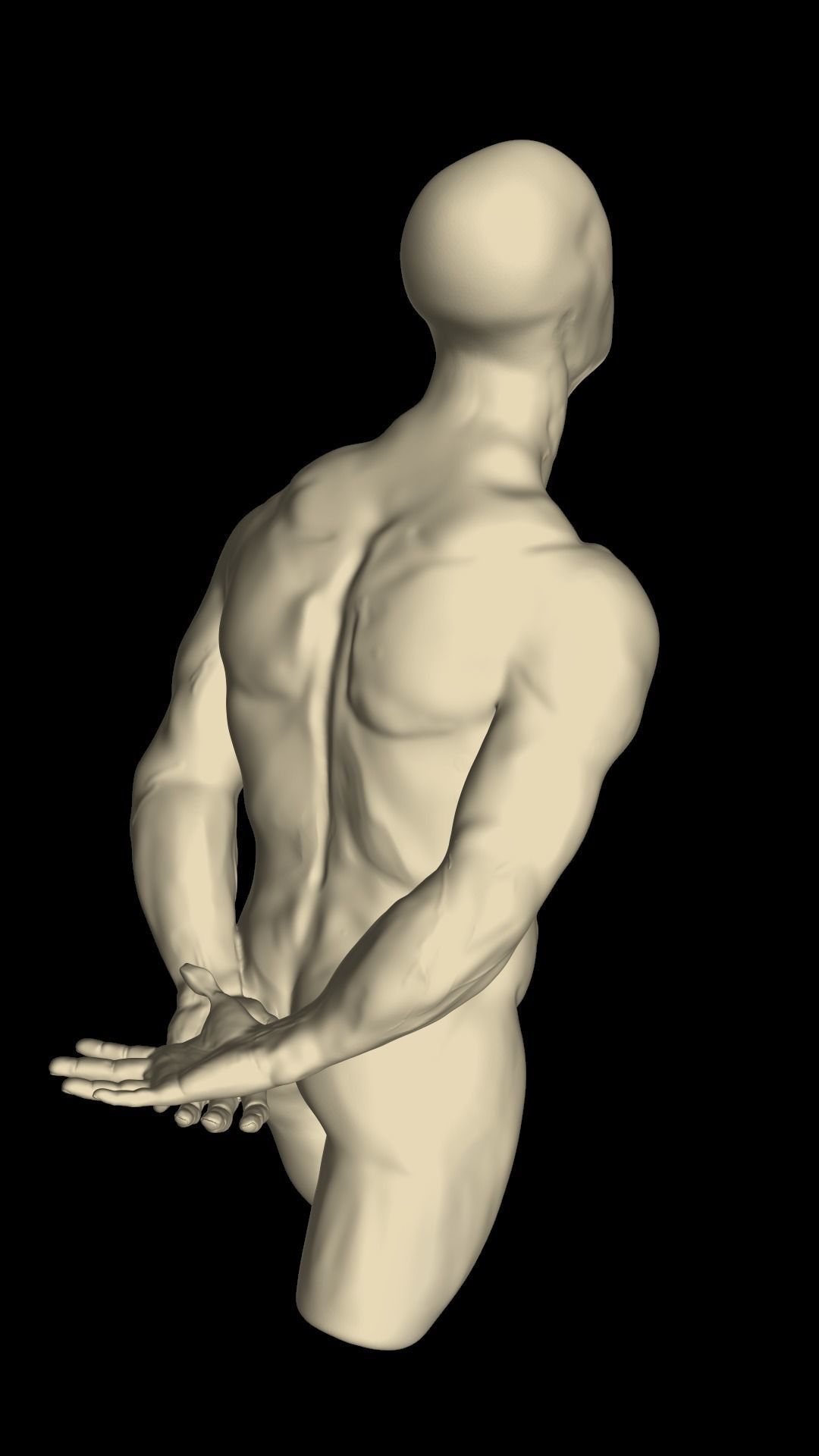 Male torso 3D model_3