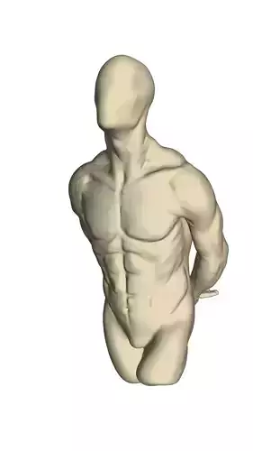 Male torso