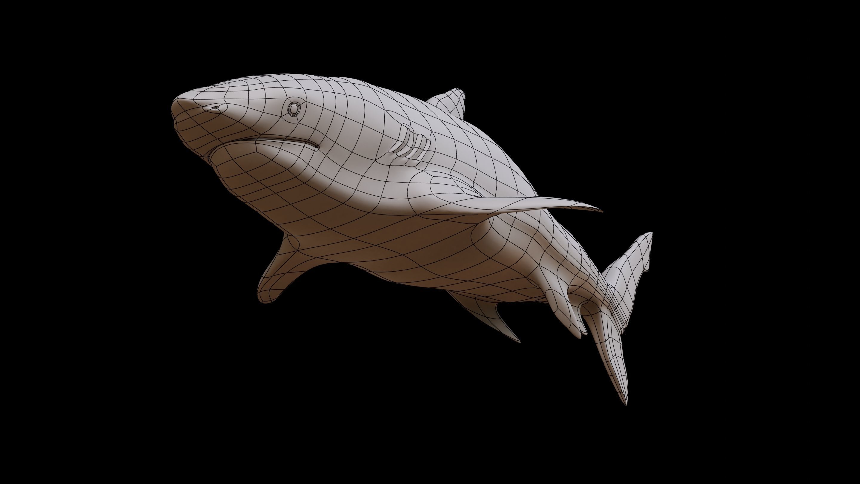Shark  Rigged Low-poly 3D model_7