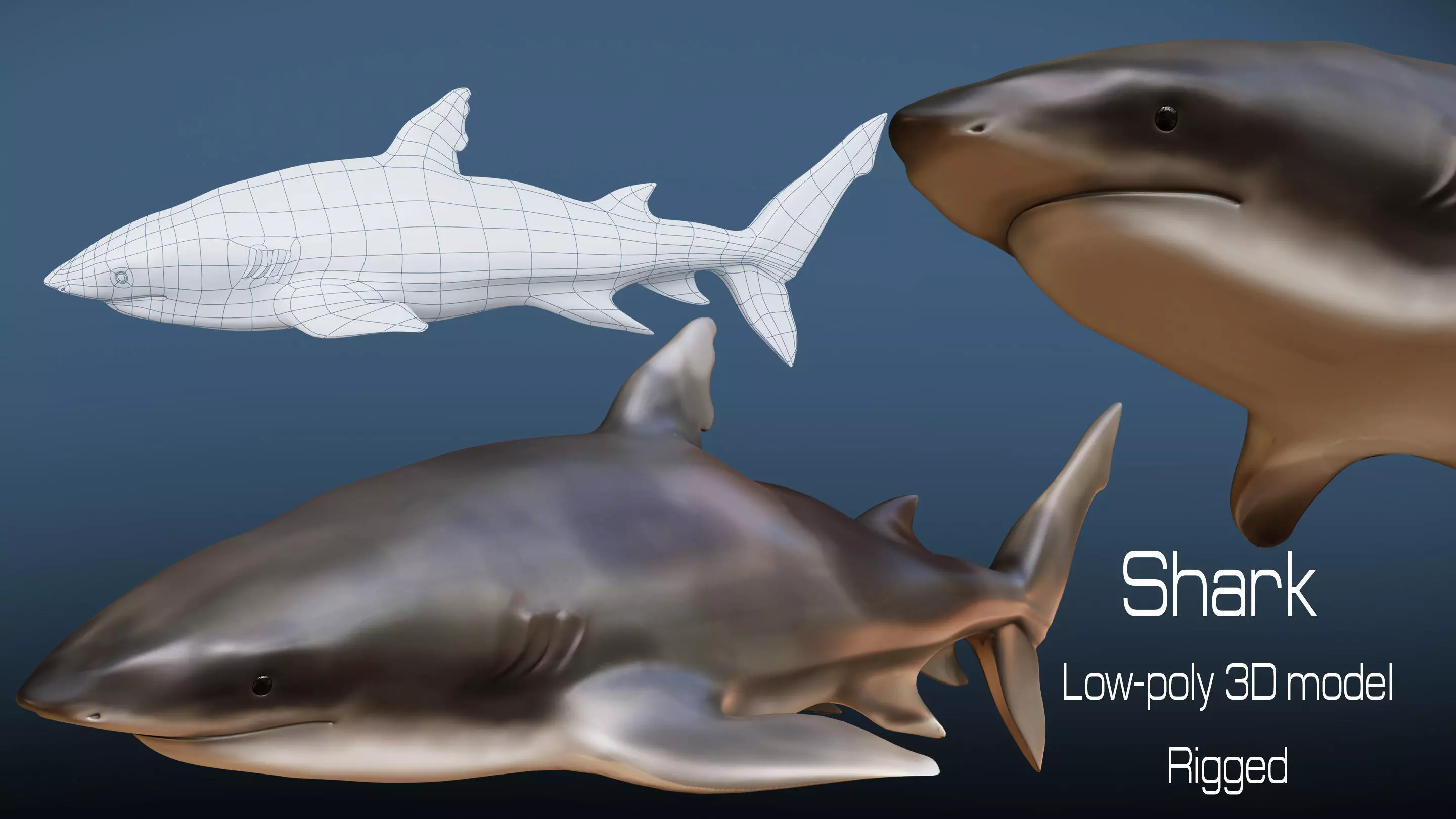 Shark  Rigged Low-poly 3D model_0