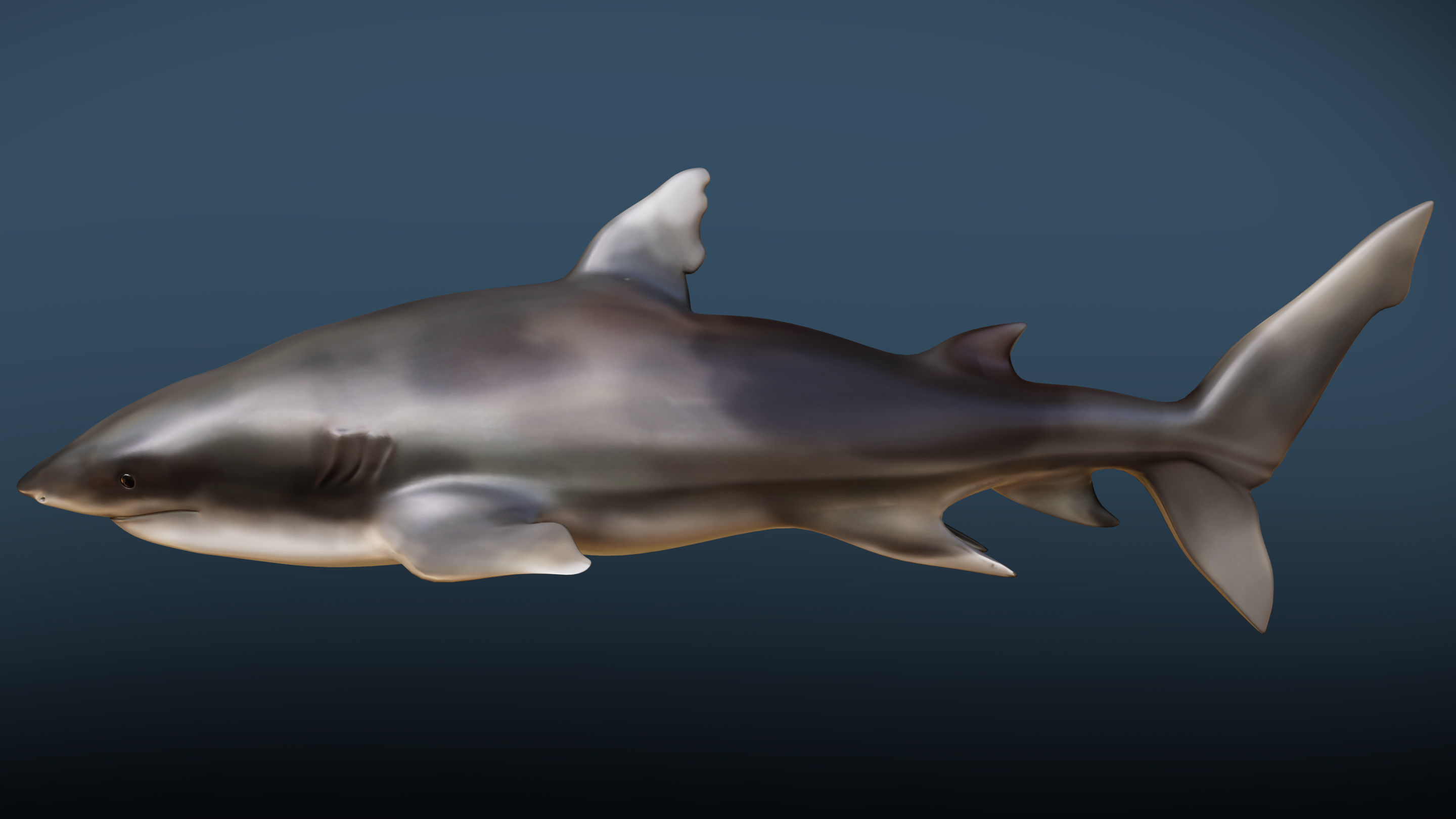 Shark  Rigged Low-poly 3D model_1