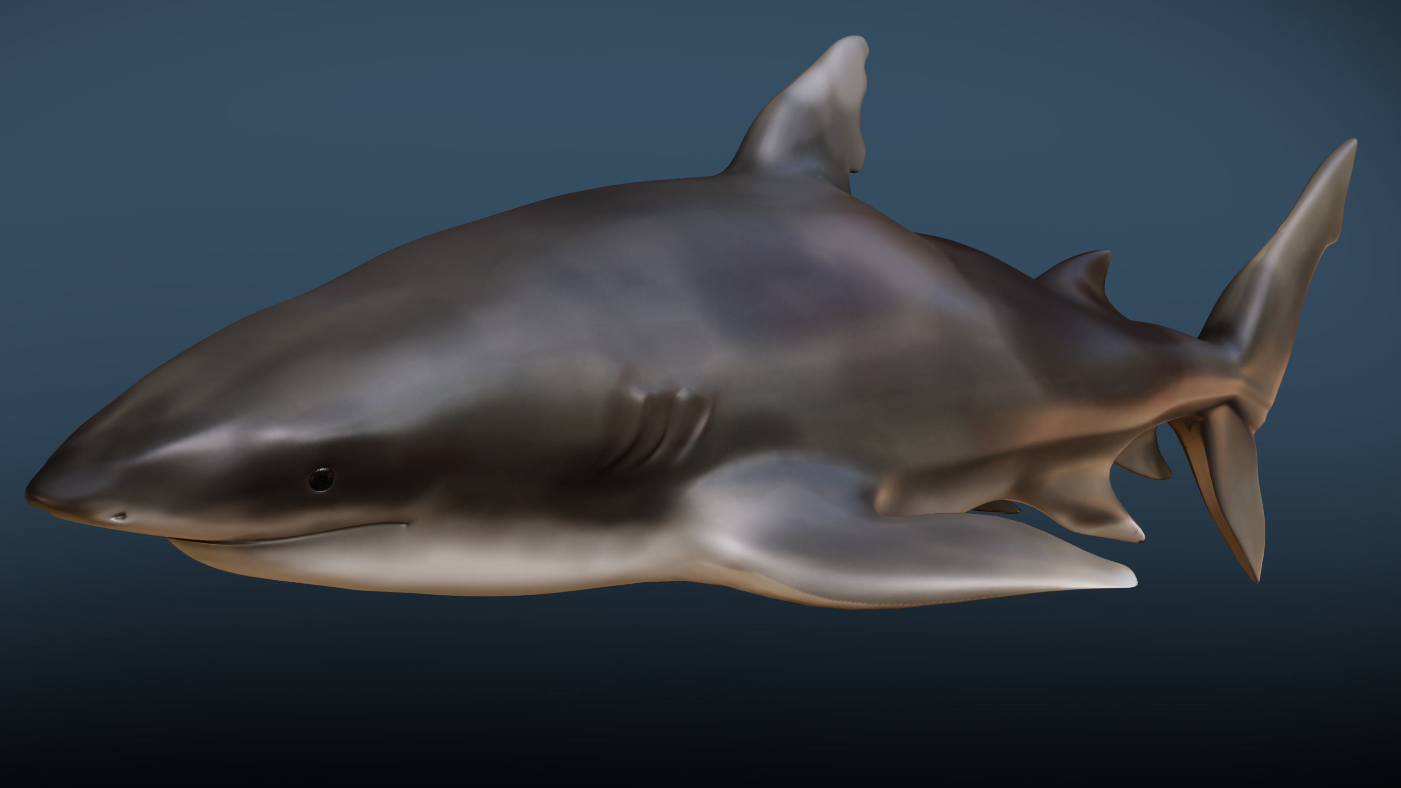 Shark  Rigged Low-poly 3D model_2