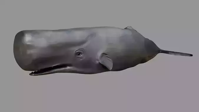 Sperm whale Rigged  Low-poly 3D model
