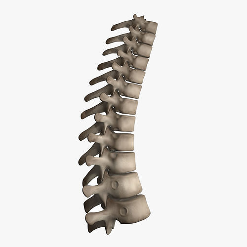 Thoracic Spine 3D model