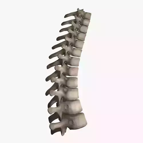 Thoracic Spine 3D model