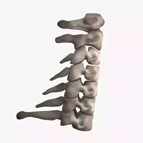 Cervical Spine 3D model