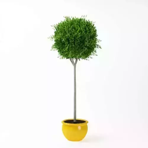 Decorative Potted Topiary