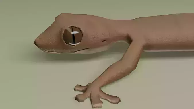 House Gecko Lizard - Lowpoly  Model