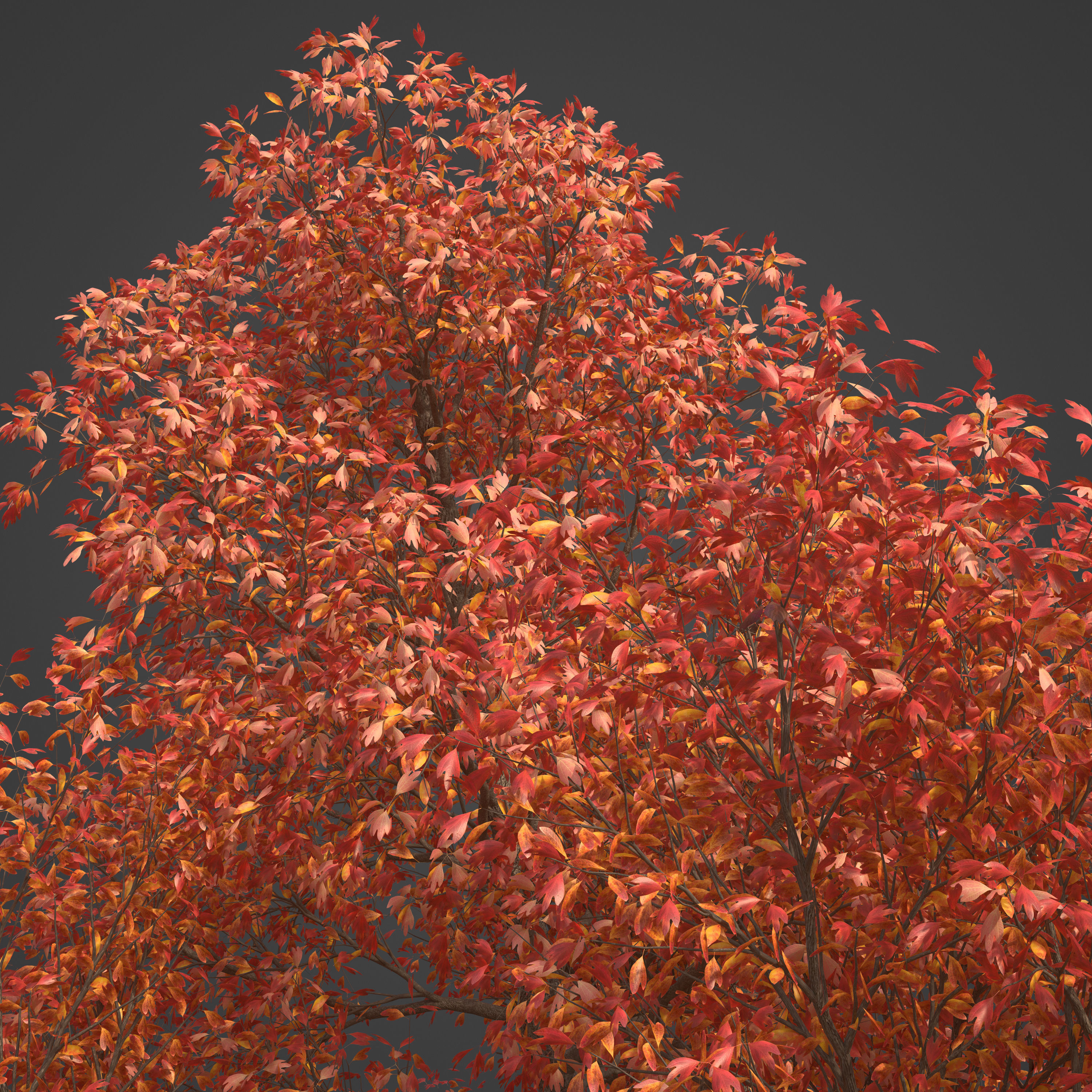 2021 PBR Sassafras Collection - Sassafras Albidum  3D model_7