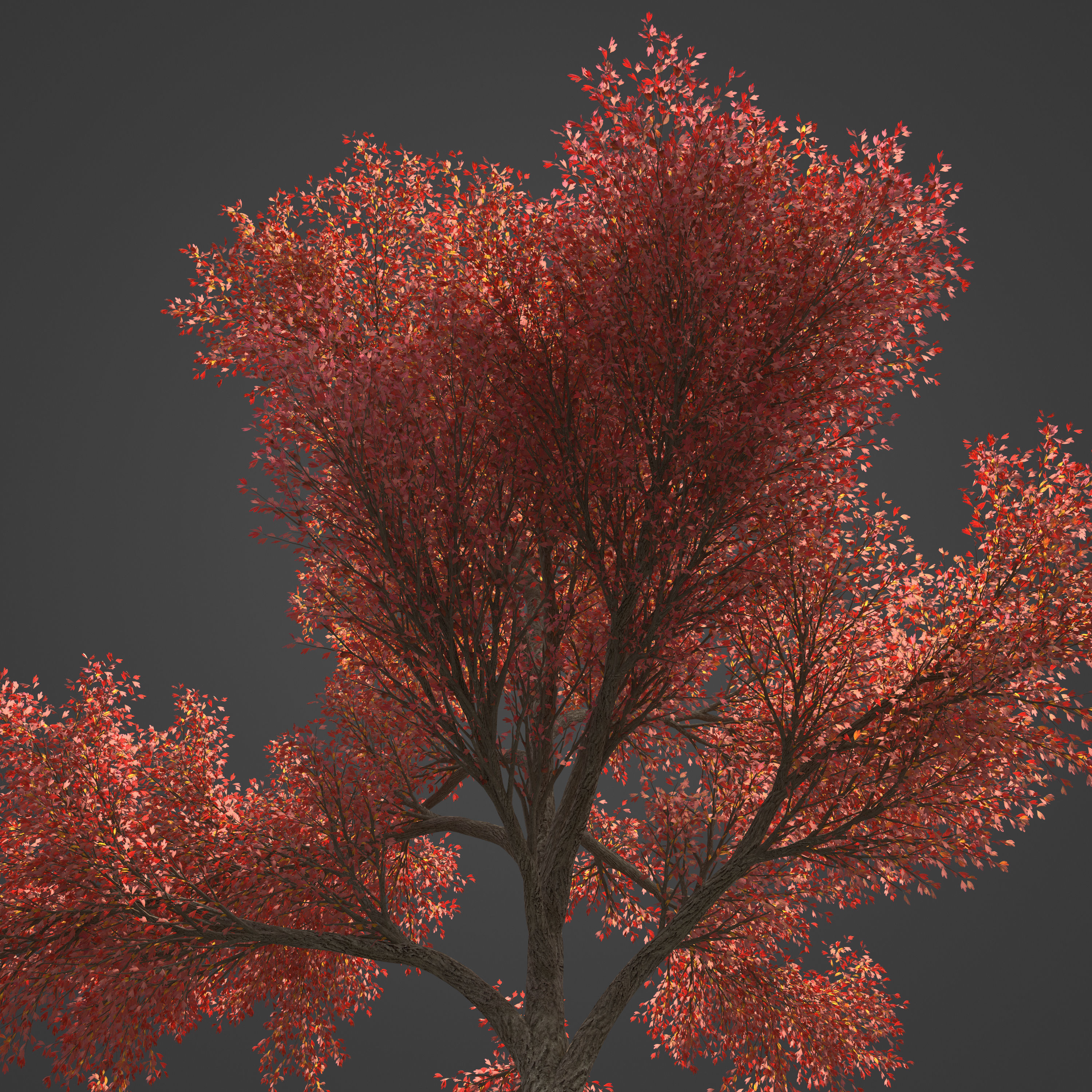 2021 PBR Sassafras Collection - Sassafras Albidum  3D model_2