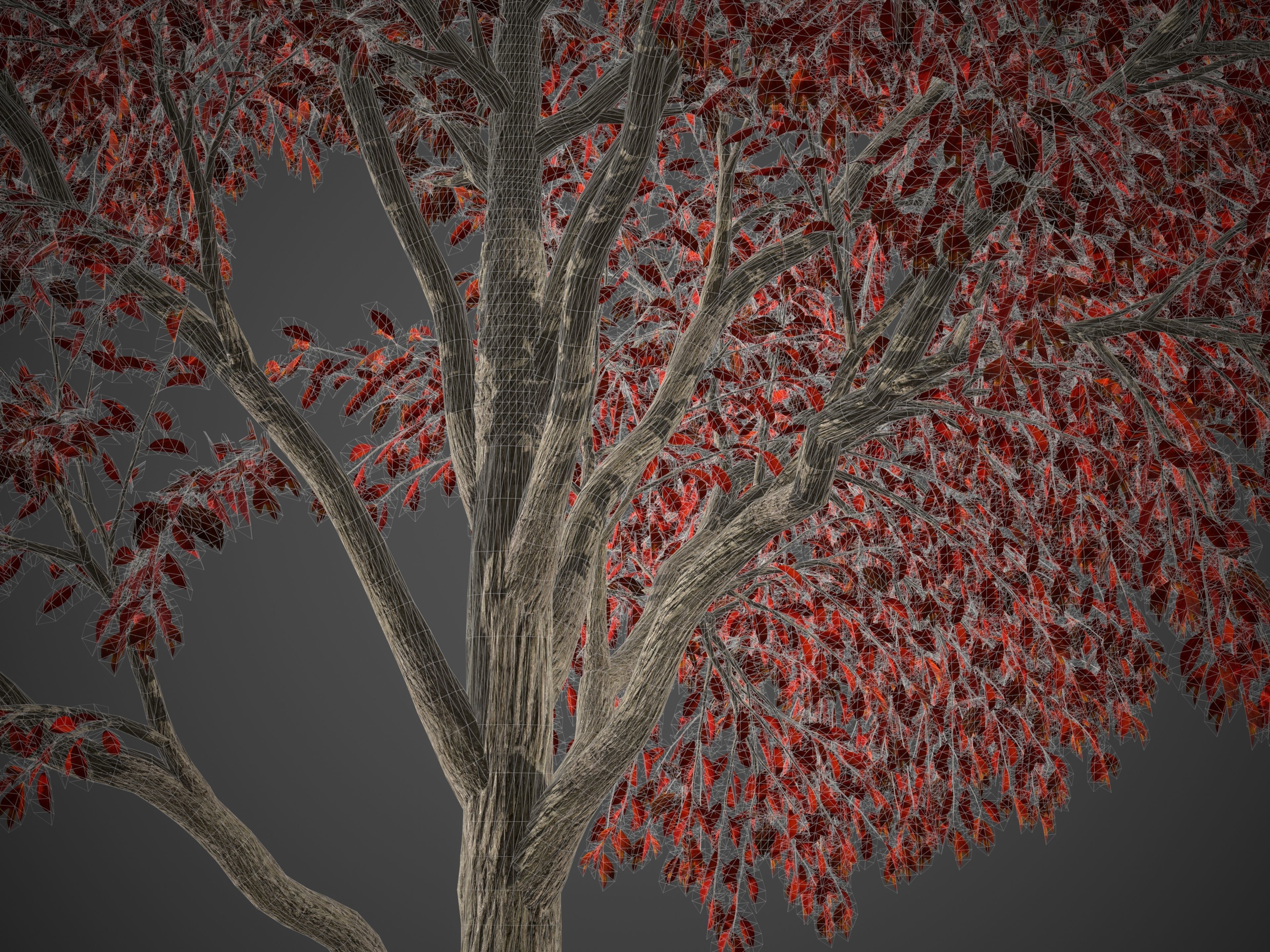 2021 PBR Sassafras Collection - Sassafras Albidum  3D model_8