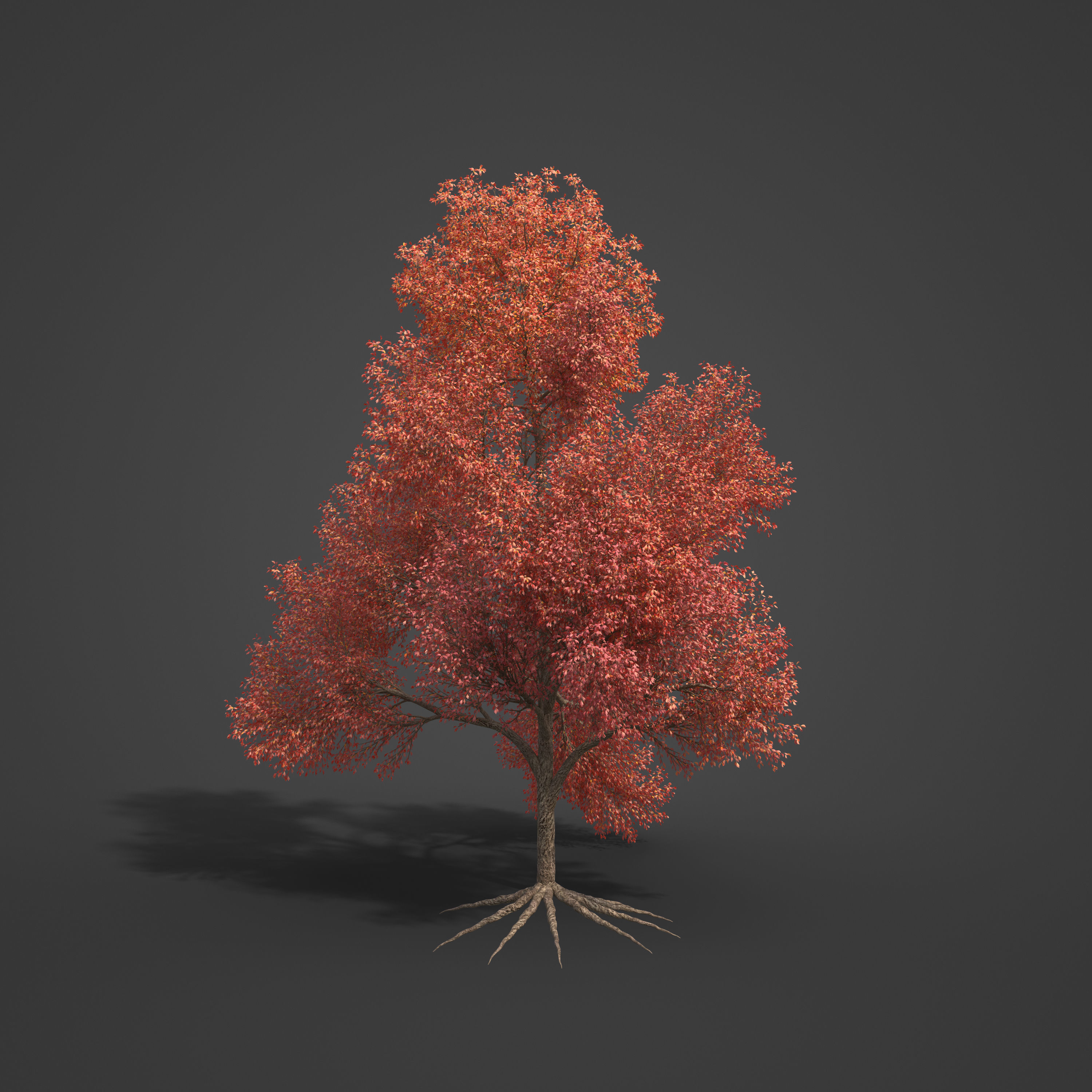 2021 PBR Sassafras Collection - Sassafras Albidum  3D model_6