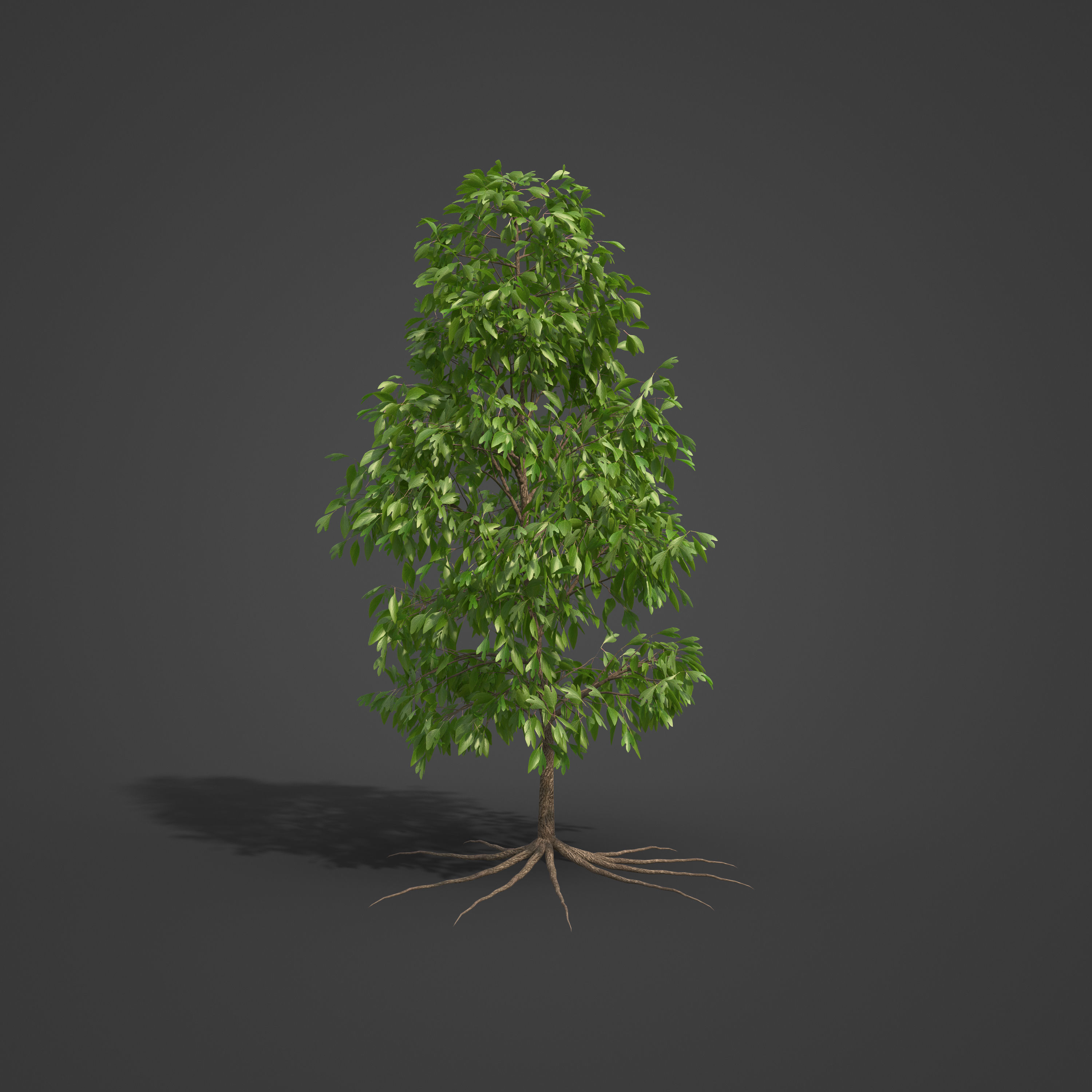 2021 PBR Sassafras Collection - Sassafras Albidum  3D model_3