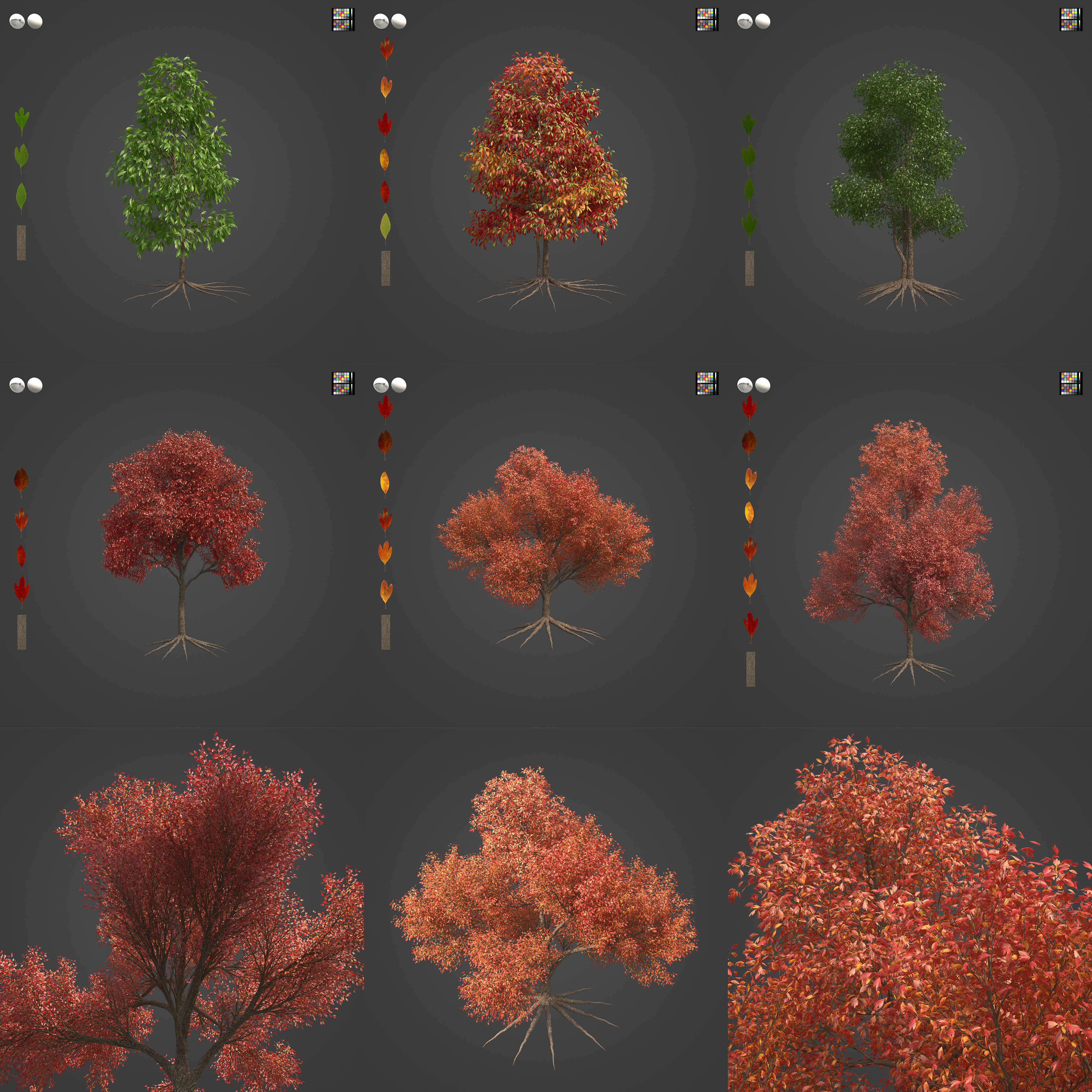 2021 PBR Sassafras Collection - Sassafras Albidum  3D model_0