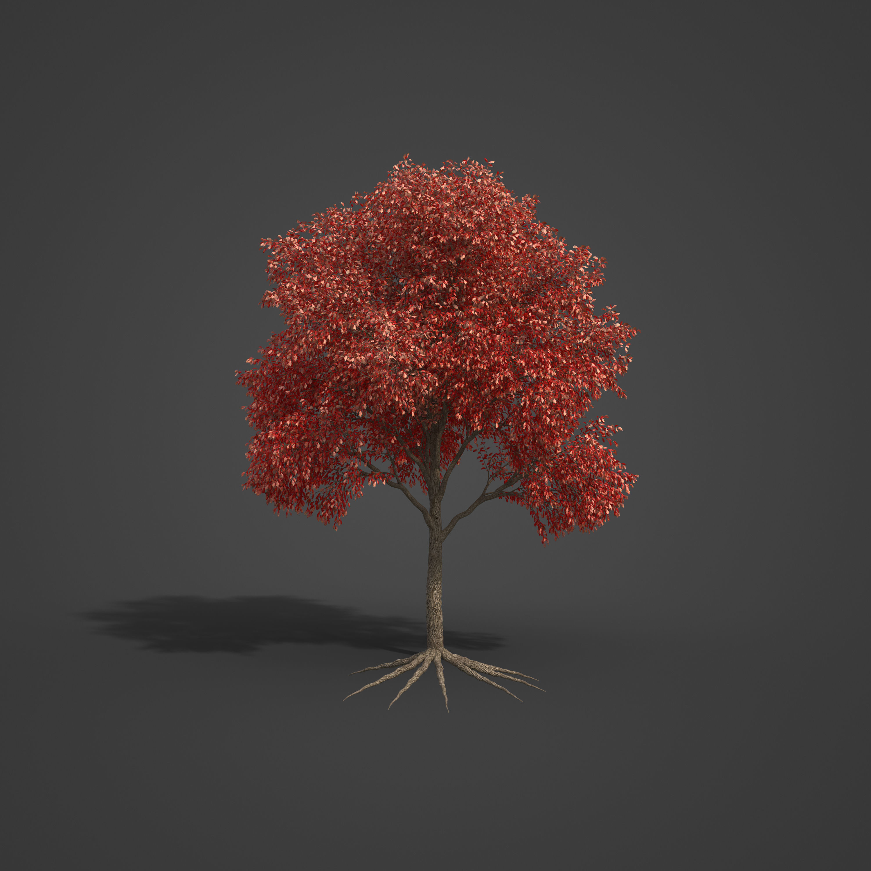 2021 PBR Sassafras Collection - Sassafras Albidum  3D model_4