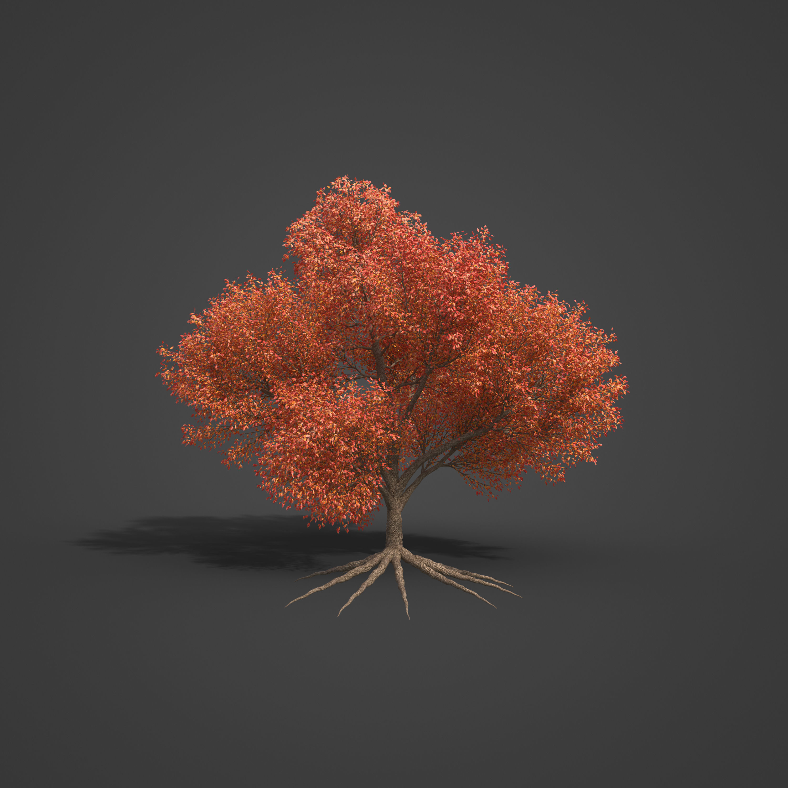 2021 PBR Sassafras Collection - Sassafras Albidum  3D model_5