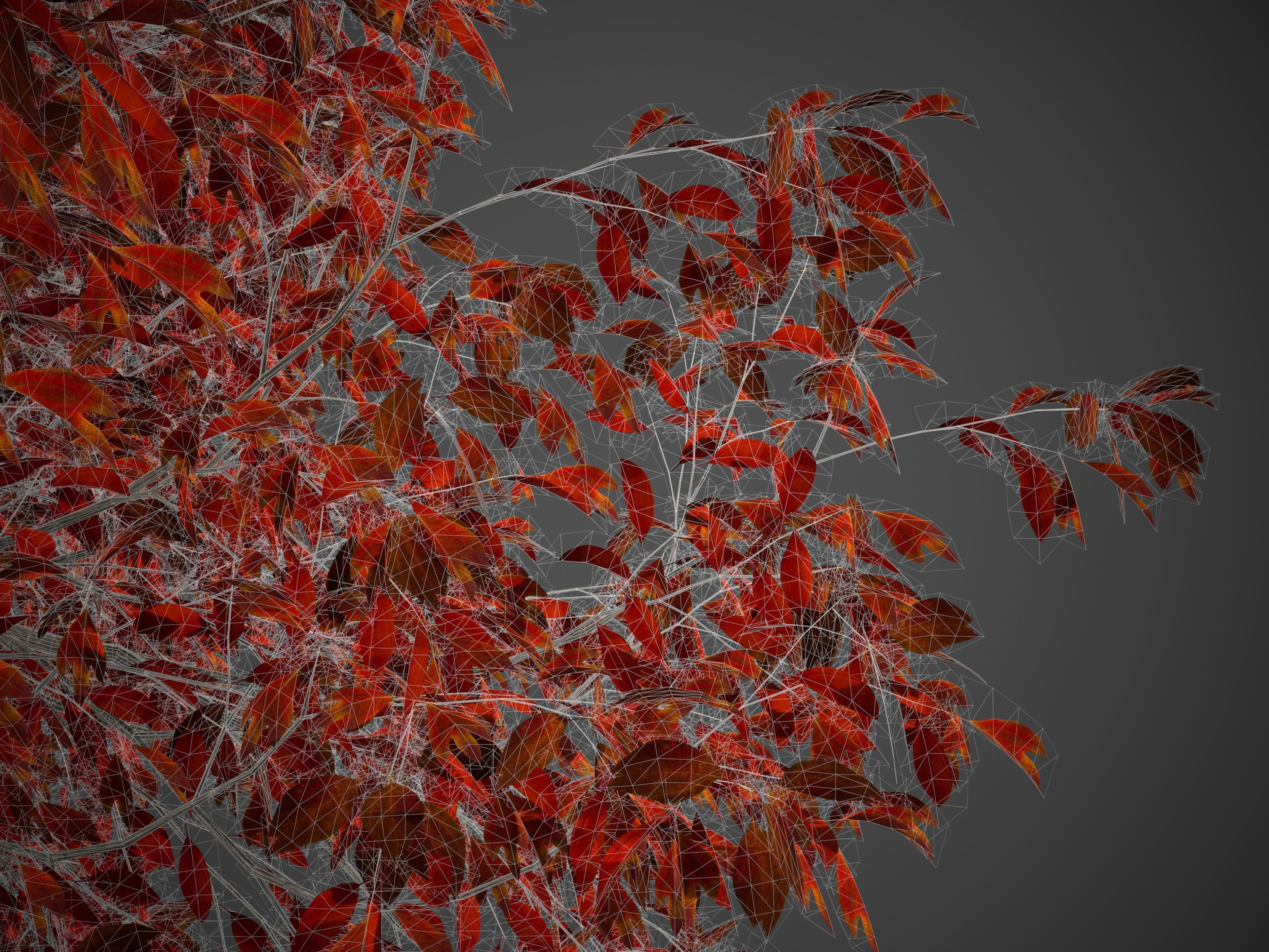 2021 PBR Sassafras Collection - Sassafras Albidum  3D model_9