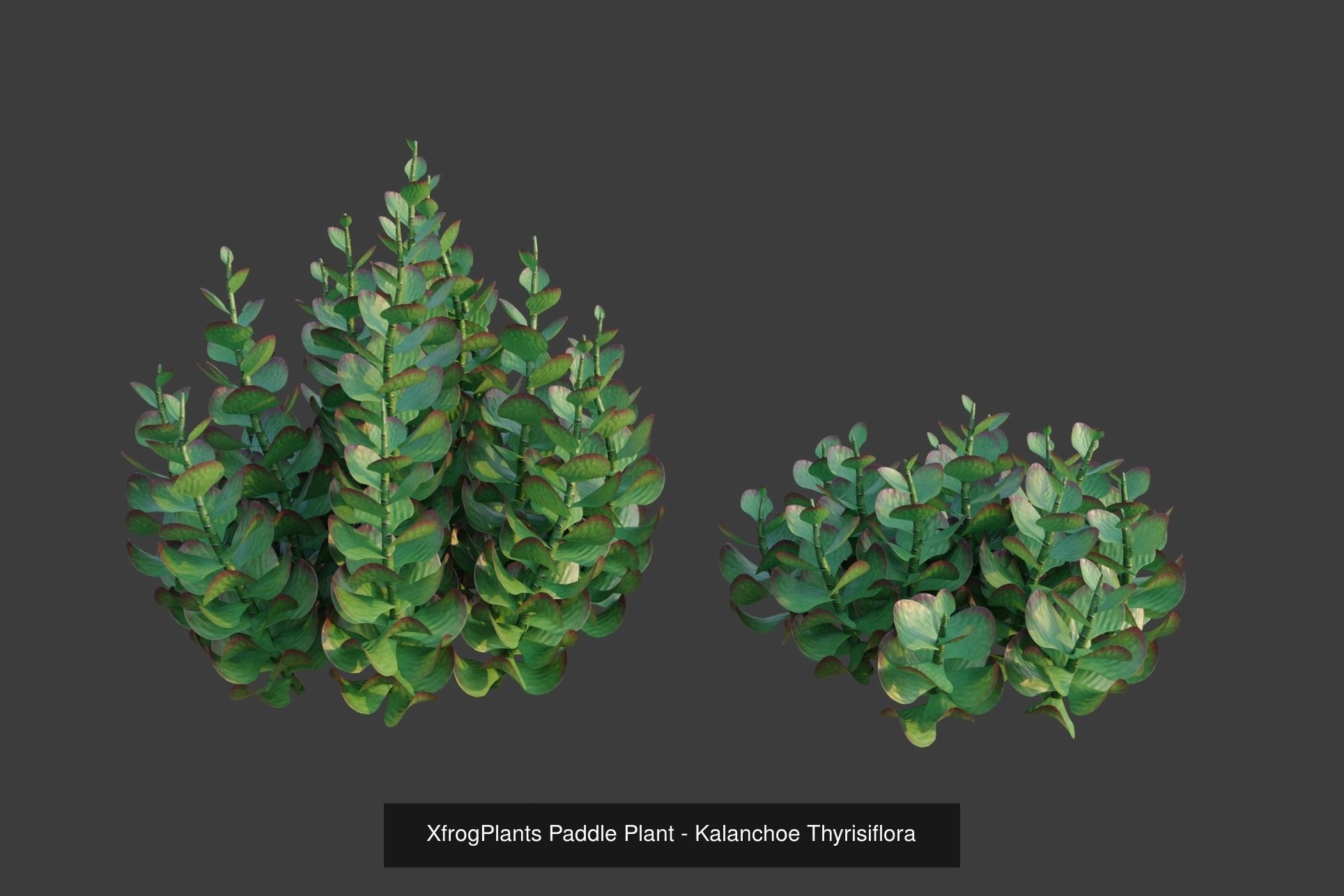 XfrogPlants Desert Collection 1 _48