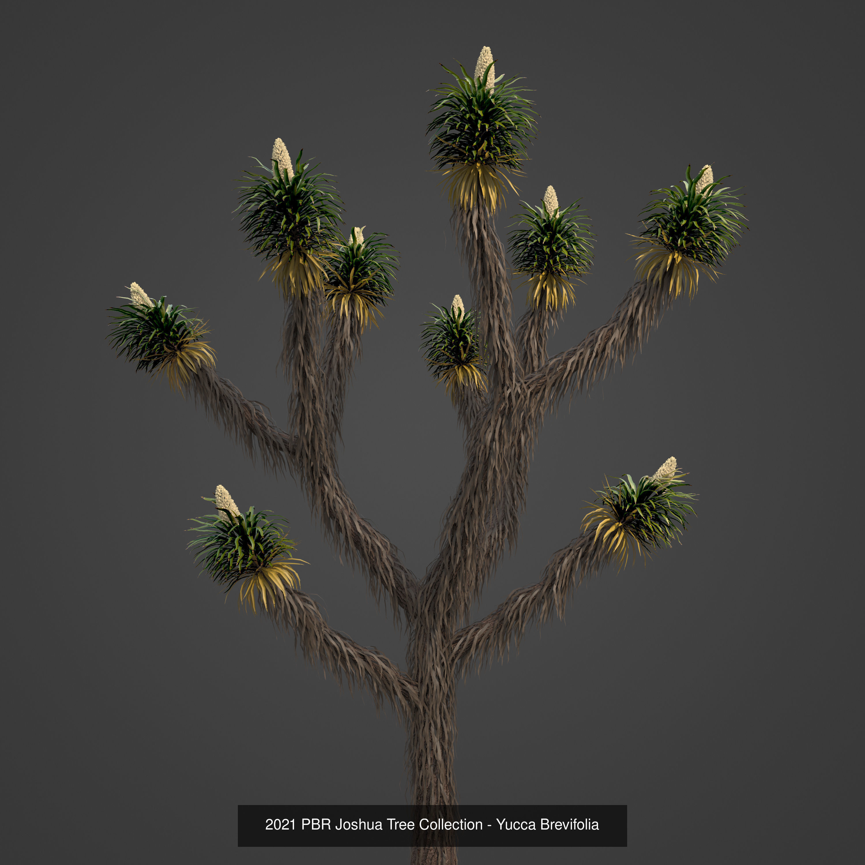 XfrogPlants Desert Collection 1 _56