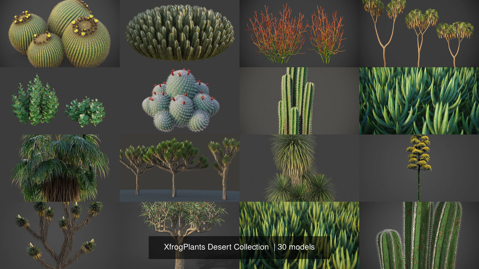 XfrogPlants Desert Collection 1 _15