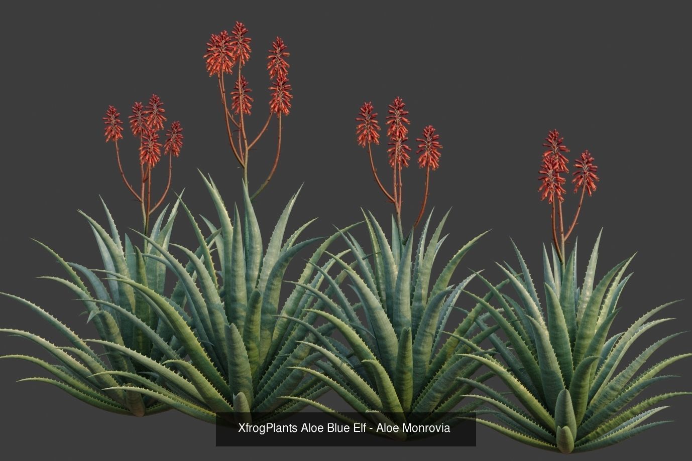 XfrogPlants Desert Collection 1 _33