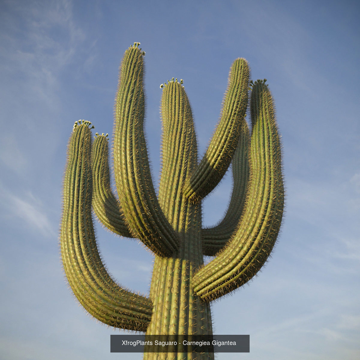 XfrogPlants Desert Collection 1 _40