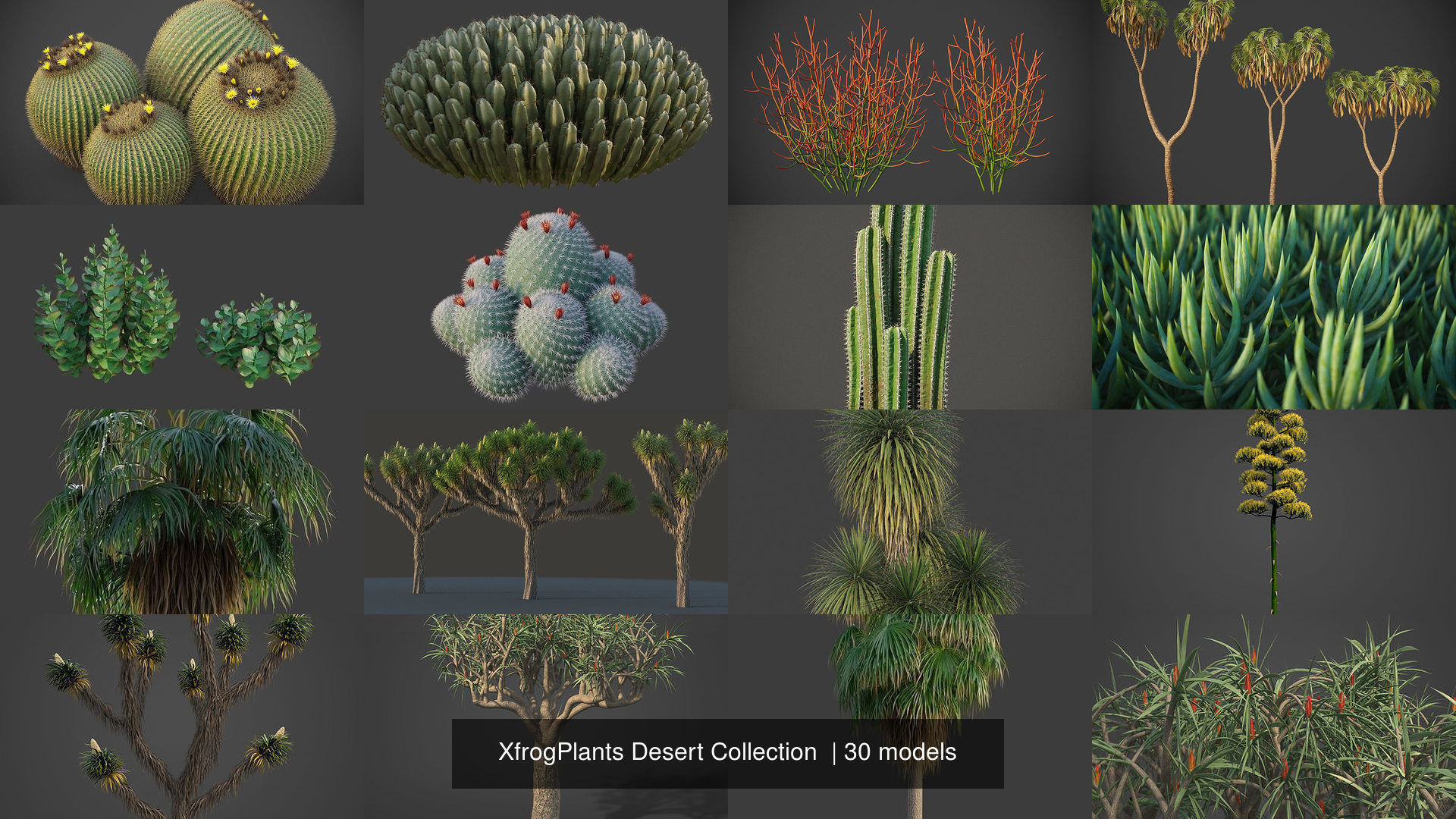 XfrogPlants Desert Collection 1 _14