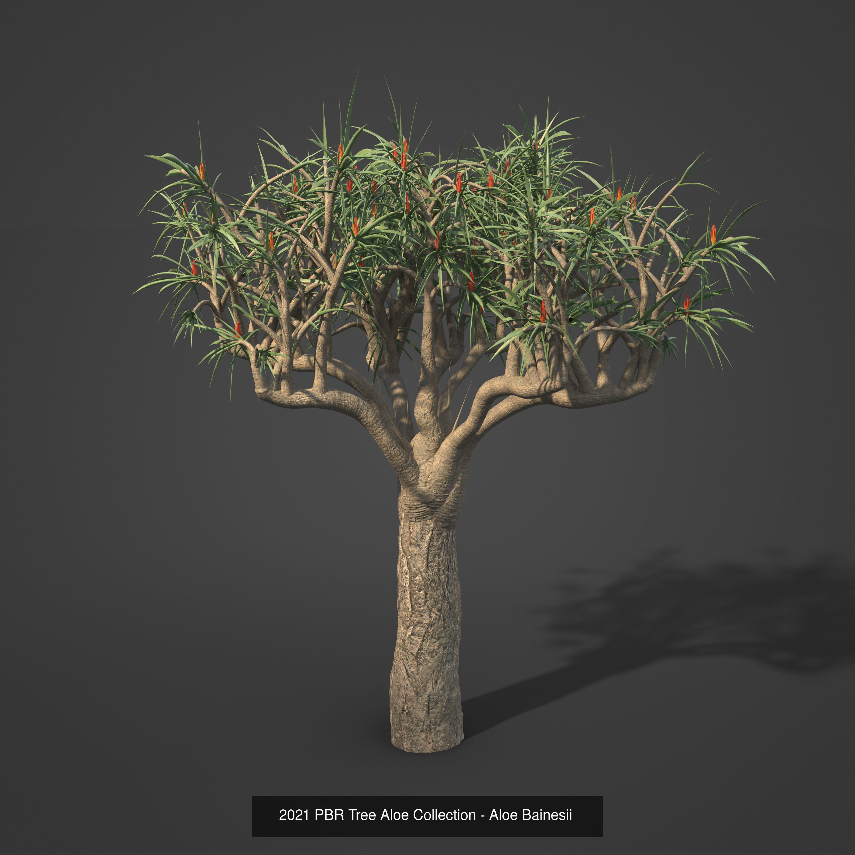 XfrogPlants Desert Collection 1 _57