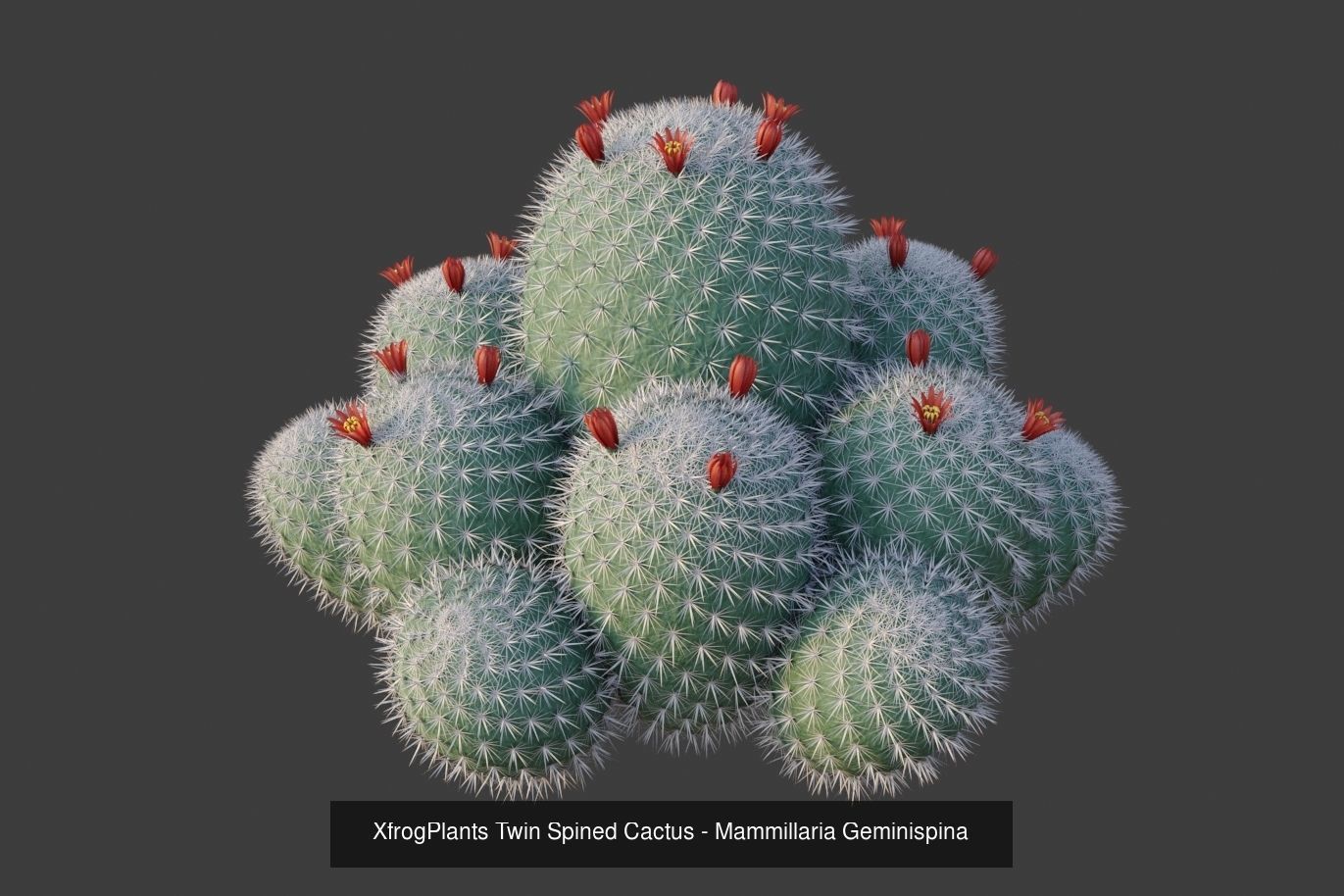 XfrogPlants Desert Collection 1 _49