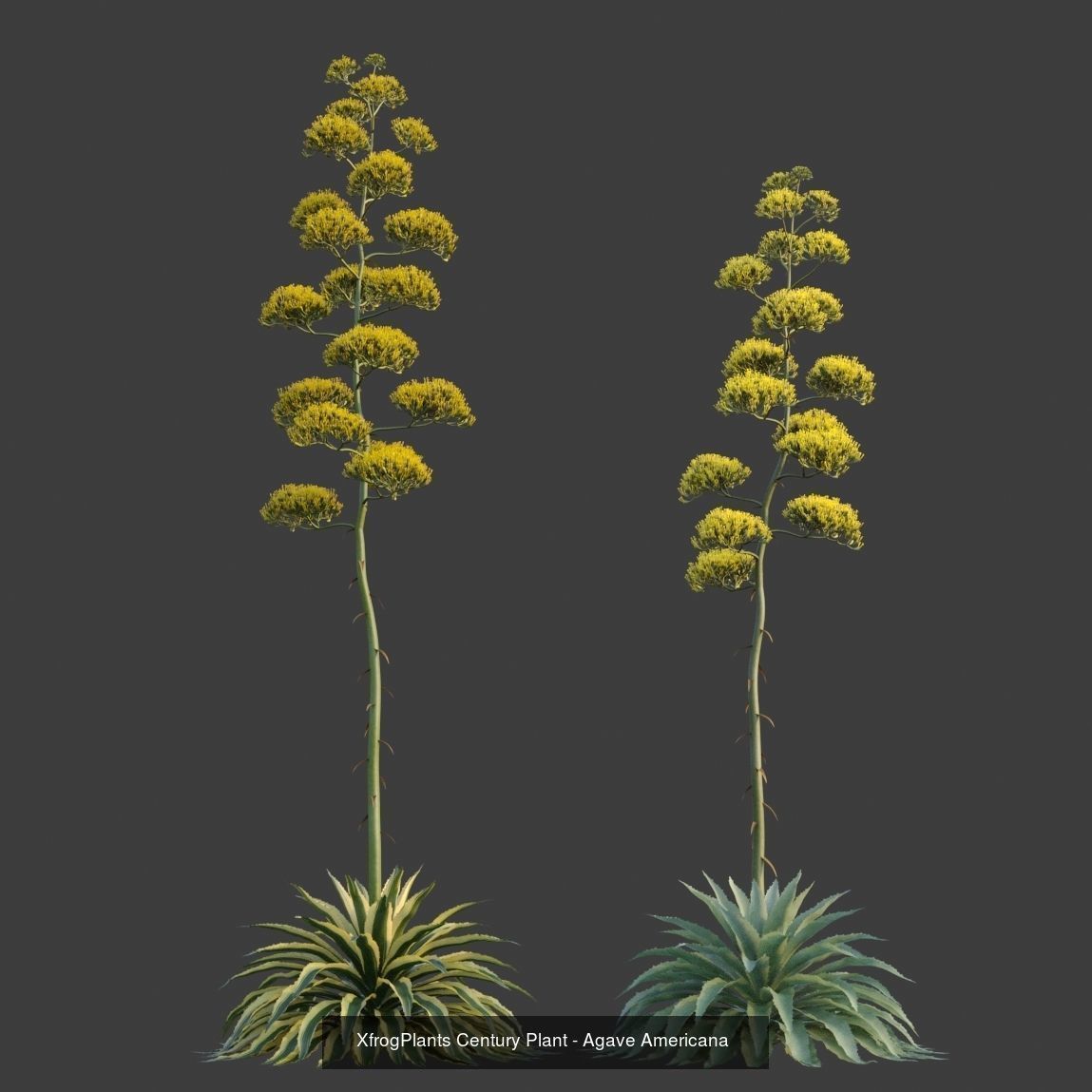 XfrogPlants Desert Collection 1 _23