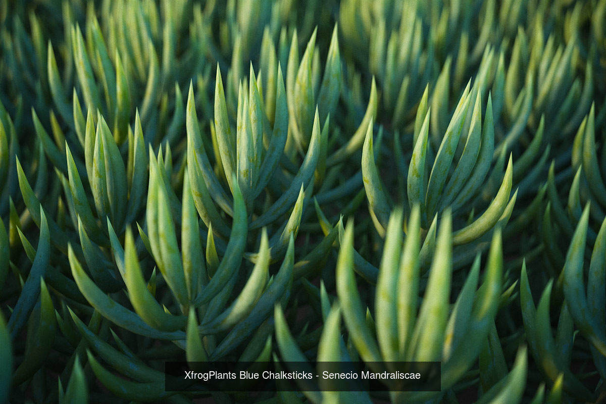 XfrogPlants Desert Collection 1 _51