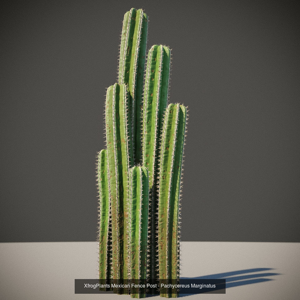 XfrogPlants Desert Collection 1 _50