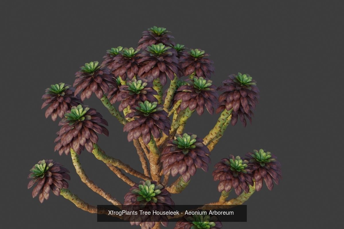 XfrogPlants Desert Collection 1 _21