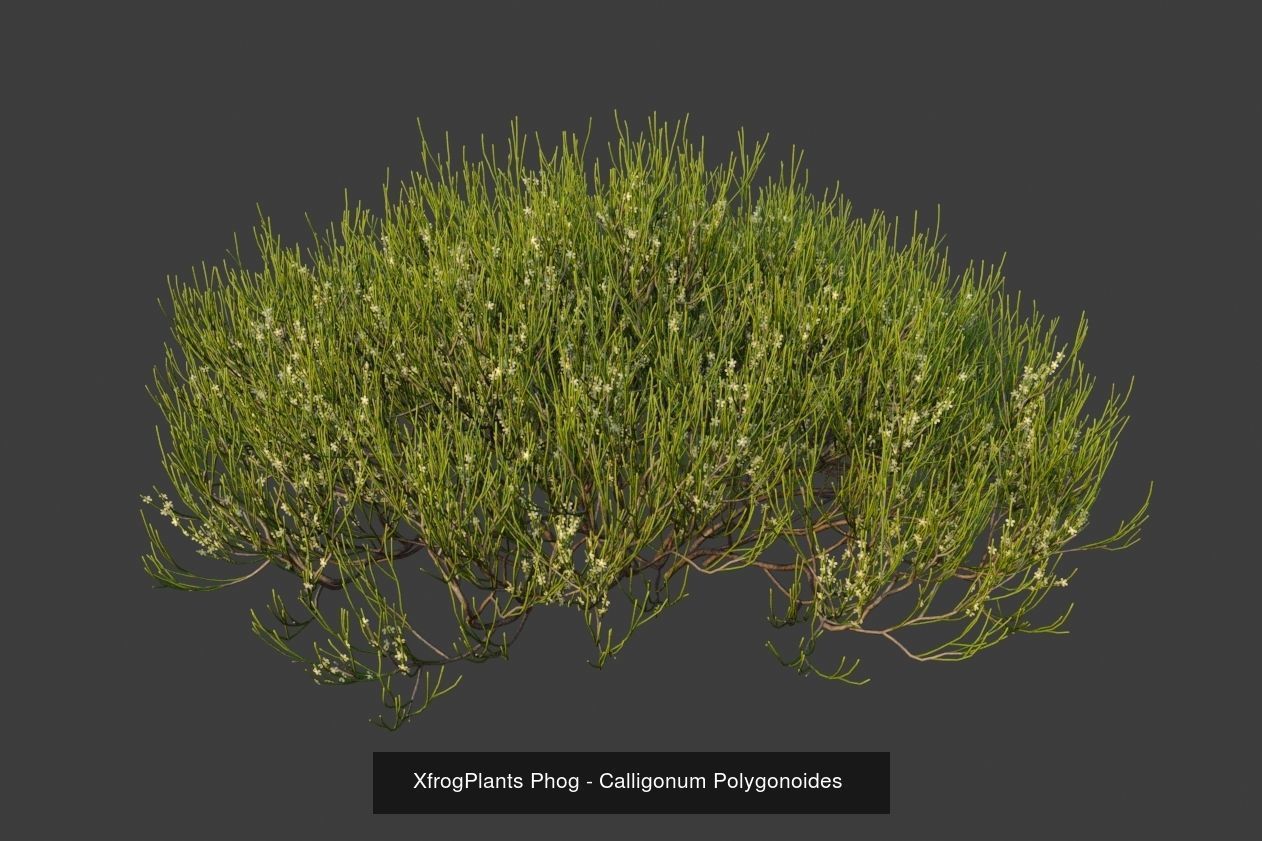 XfrogPlants Desert Collection 1 _39