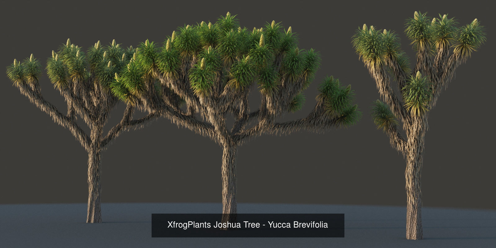 XfrogPlants Desert Collection 1 _53