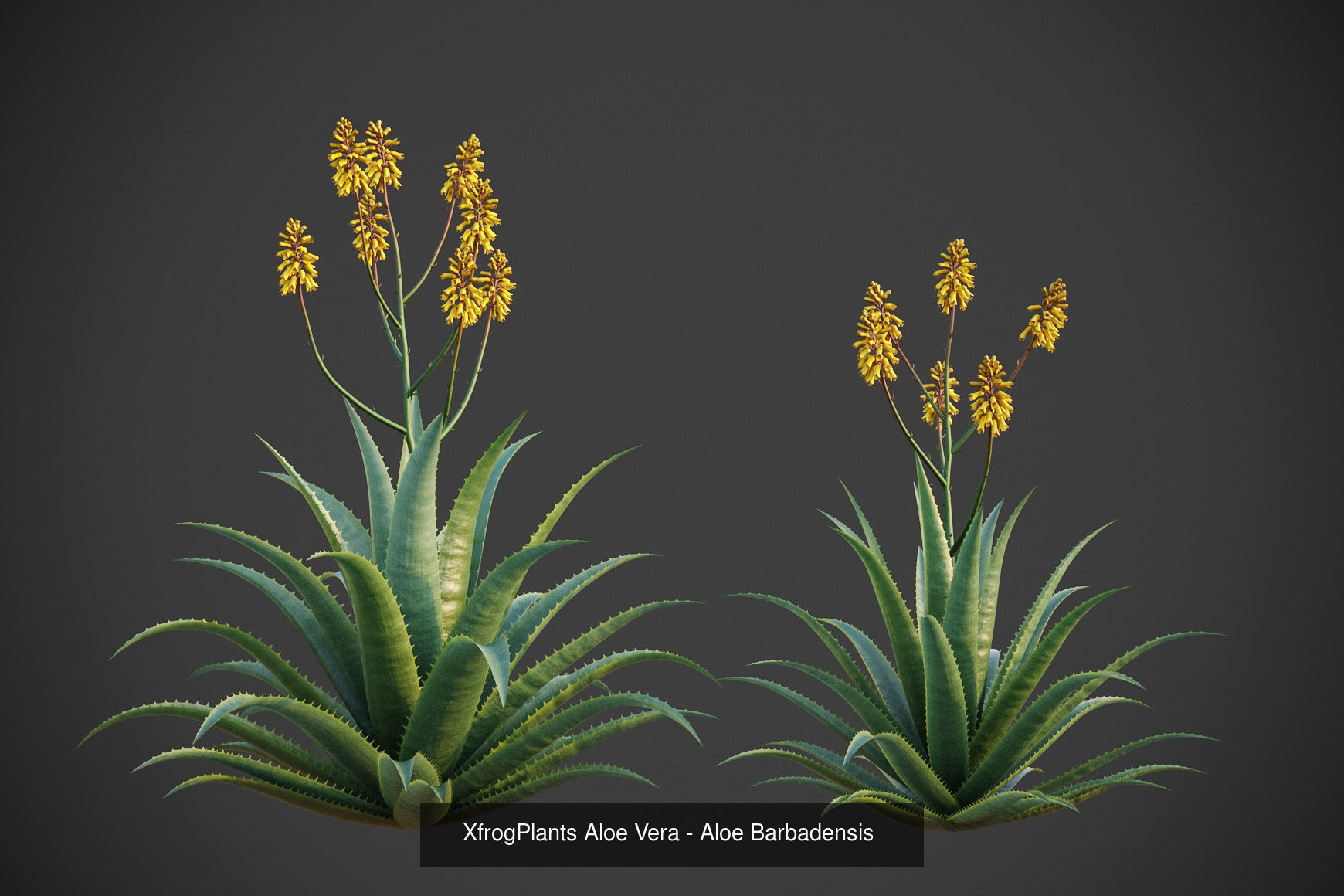 XfrogPlants Desert Collection 1 _31