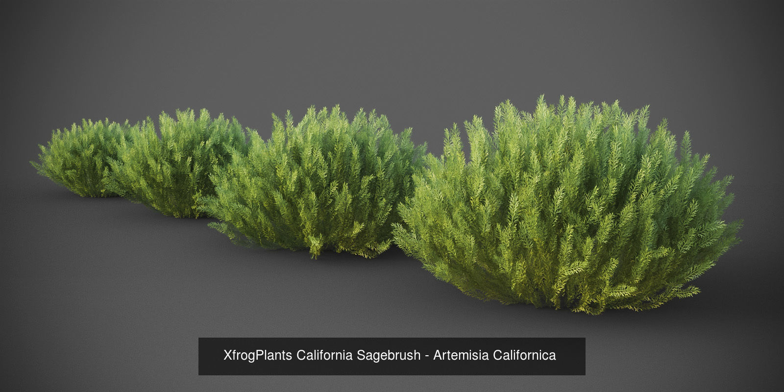 XfrogPlants Desert Collection 1 _37