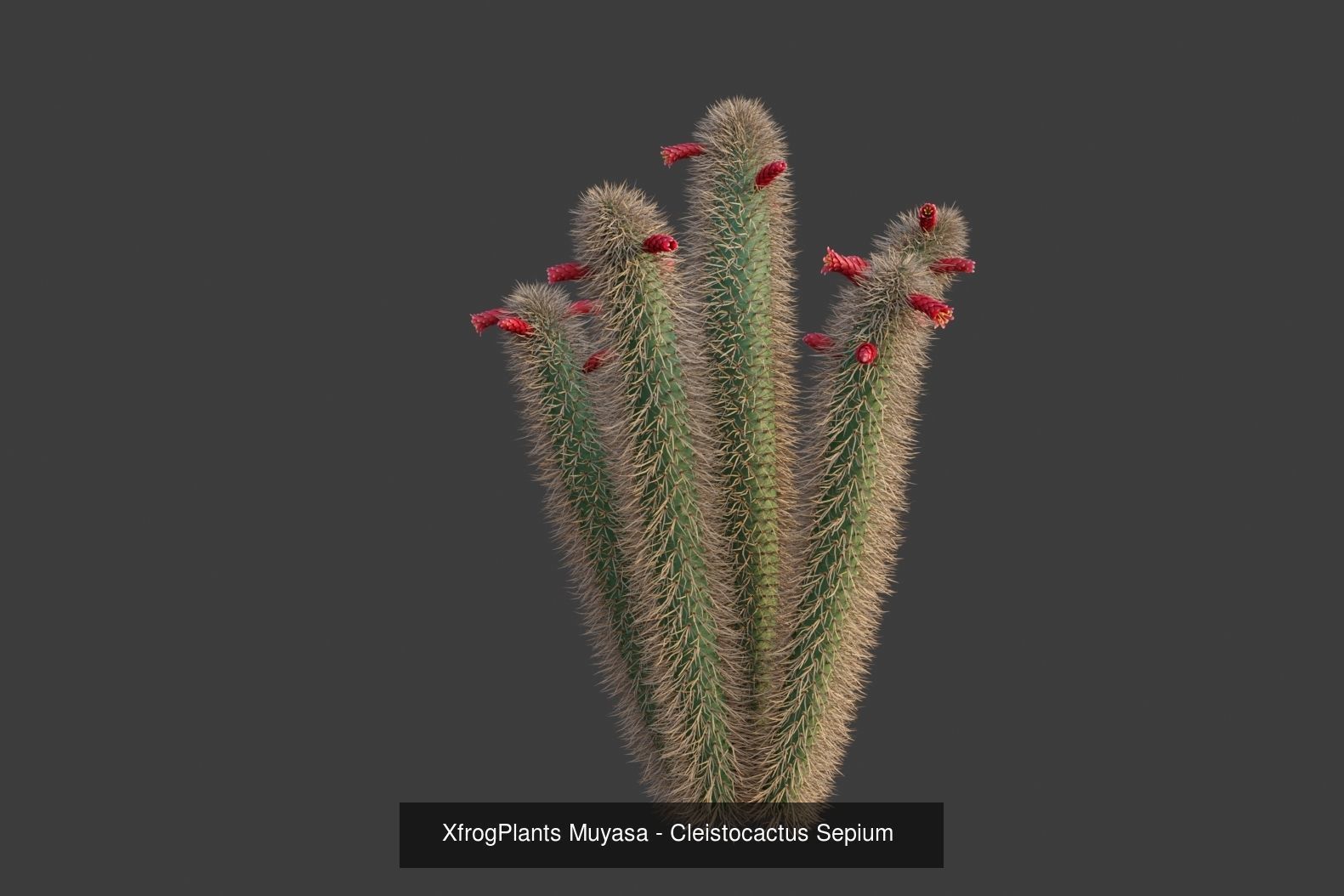 XfrogPlants Desert Collection 1 _41