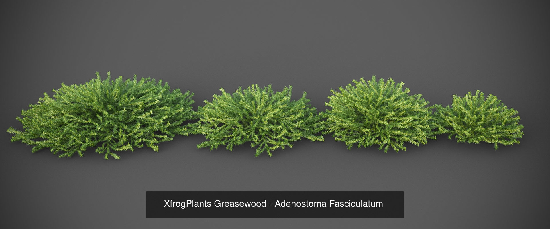 XfrogPlants Desert Collection 1 _19