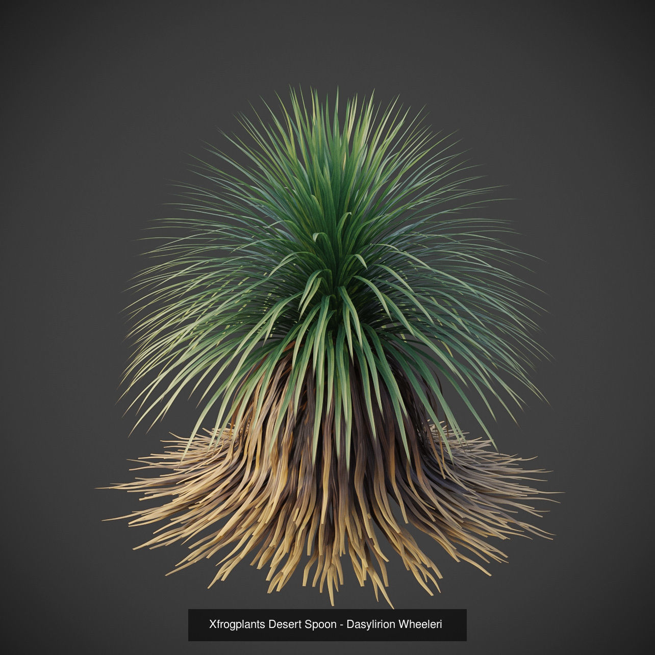 XfrogPlants Desert Collection 1 _43