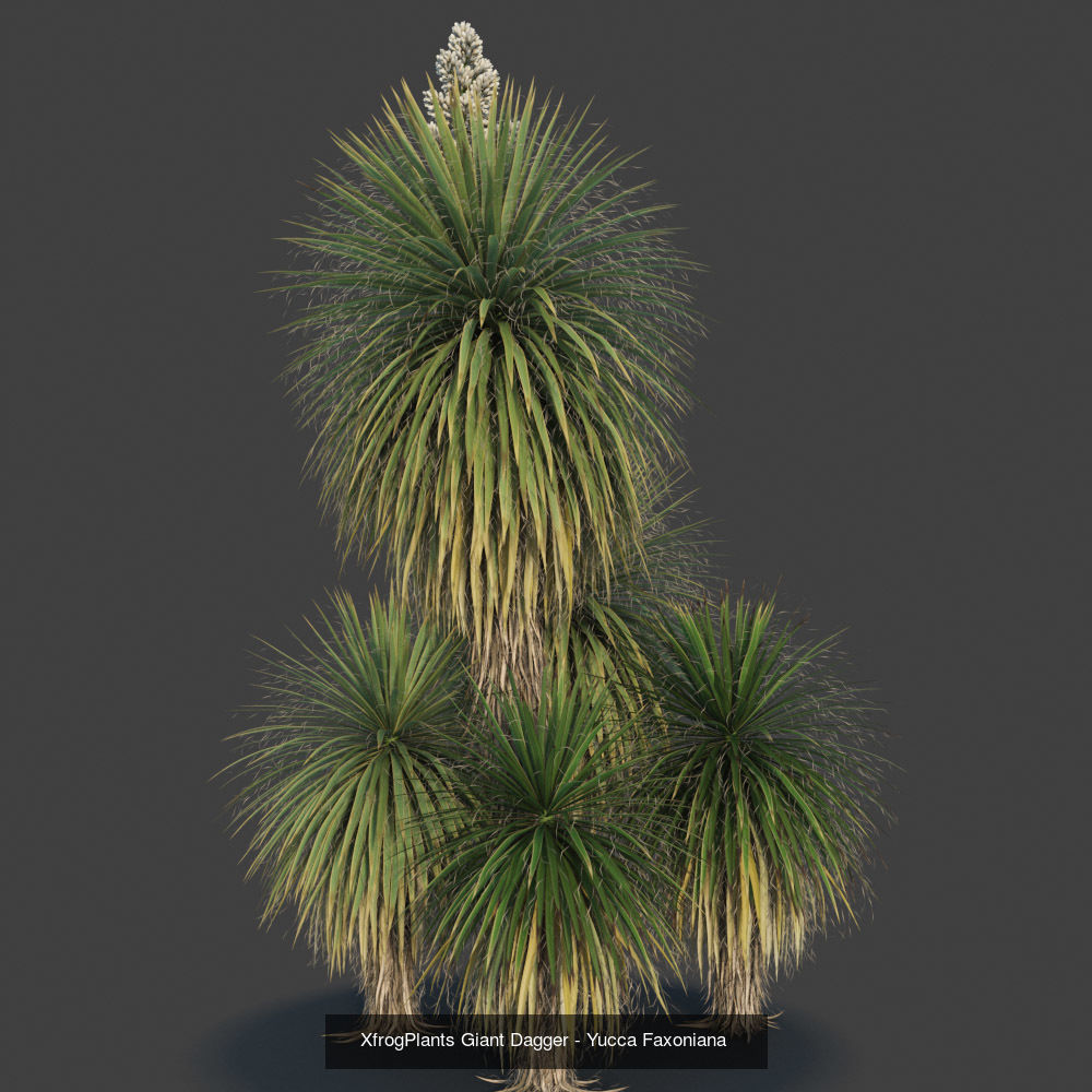 XfrogPlants Desert Collection 1 _54