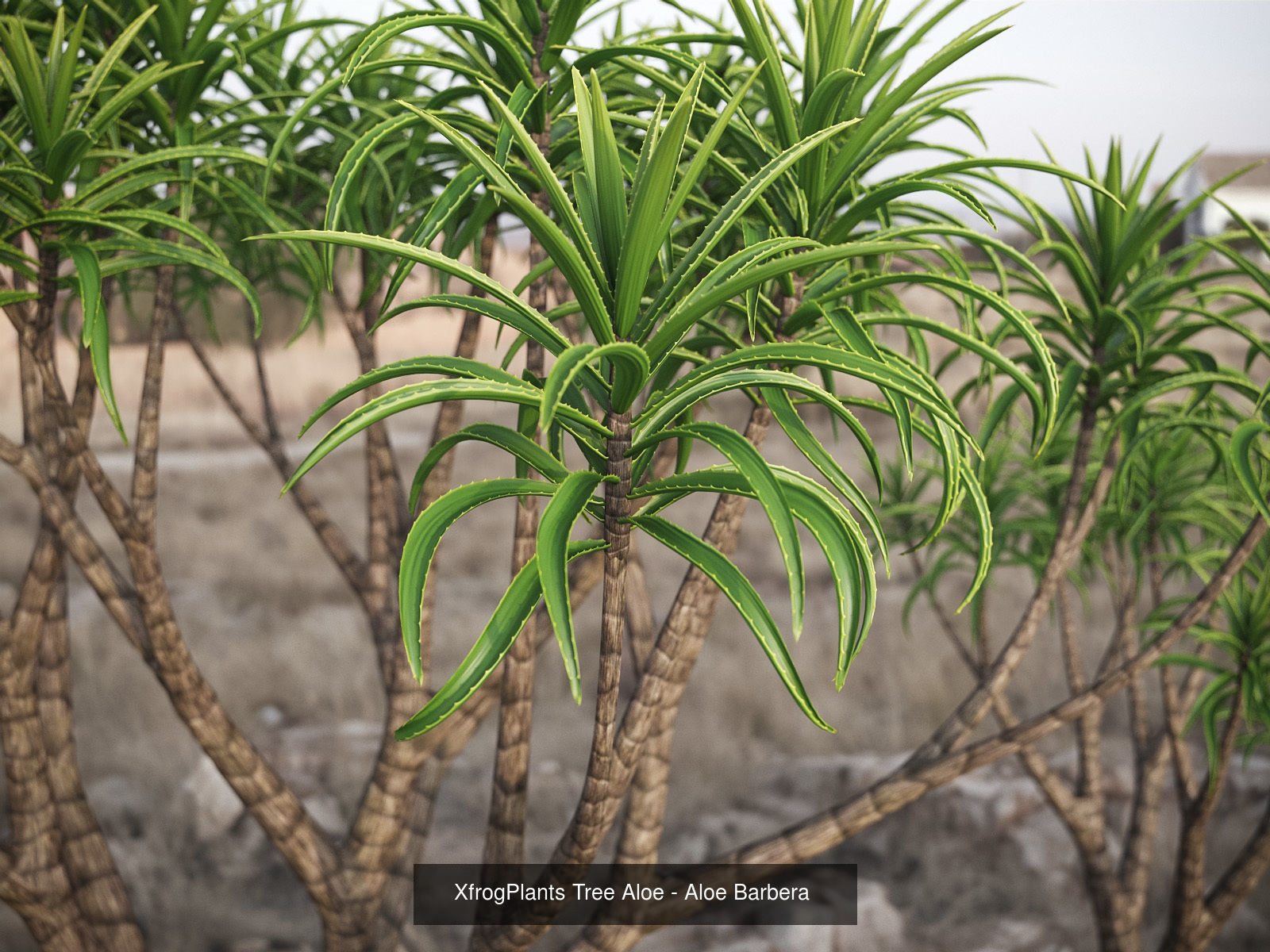 XfrogPlants Desert Collection 1 _35