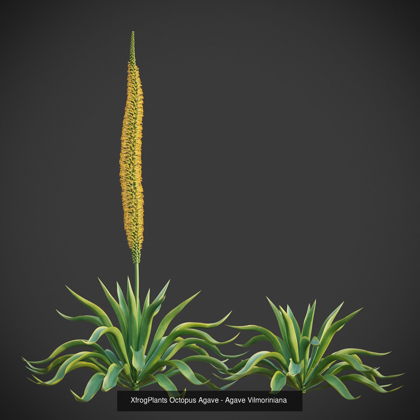 XfrogPlants Desert Collection 1 _29