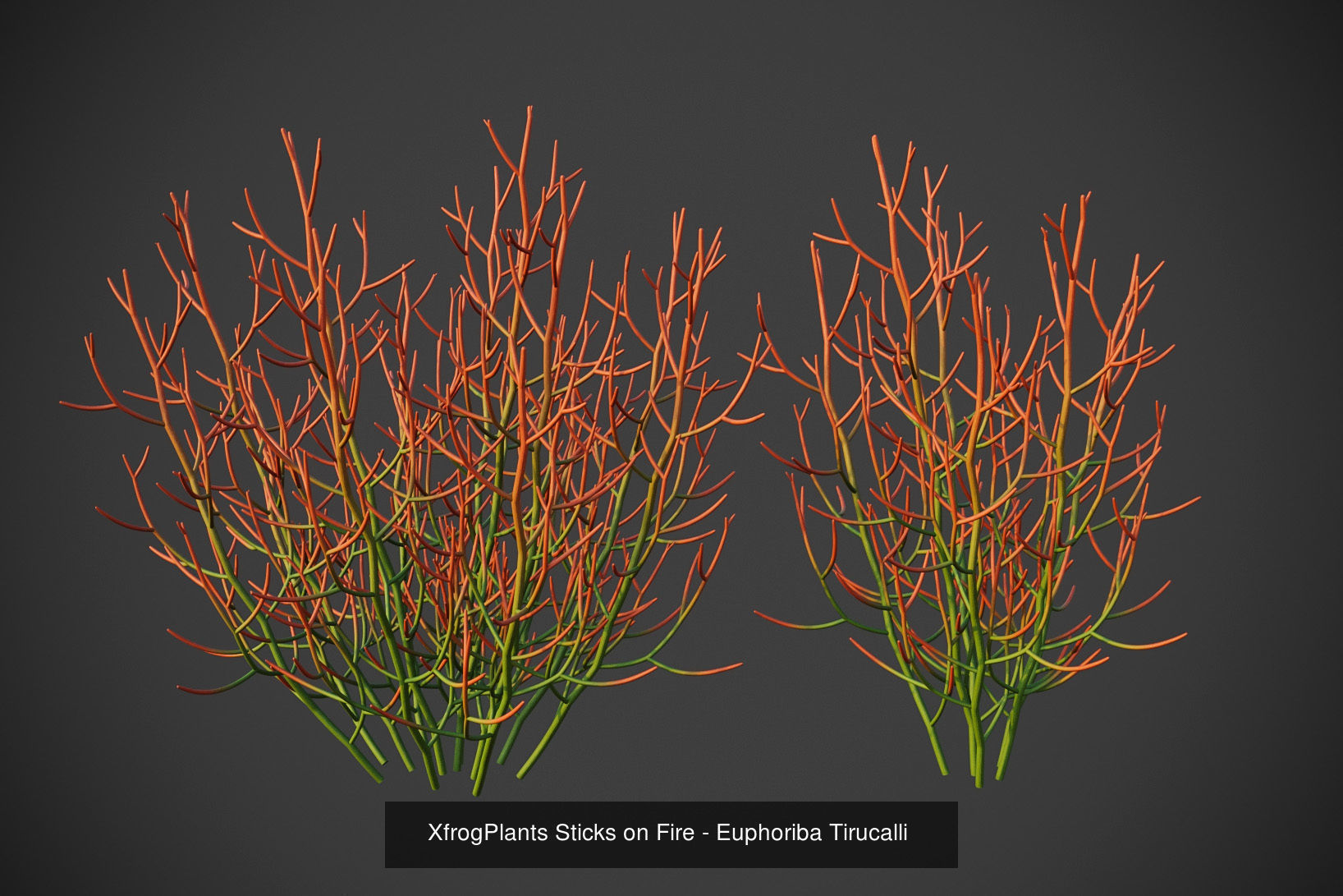 XfrogPlants Desert Collection 1 _46