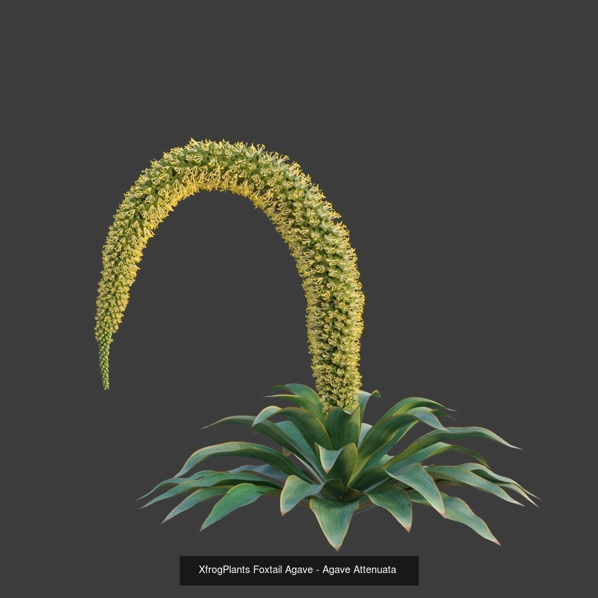 XfrogPlants Desert Collection 1 _25