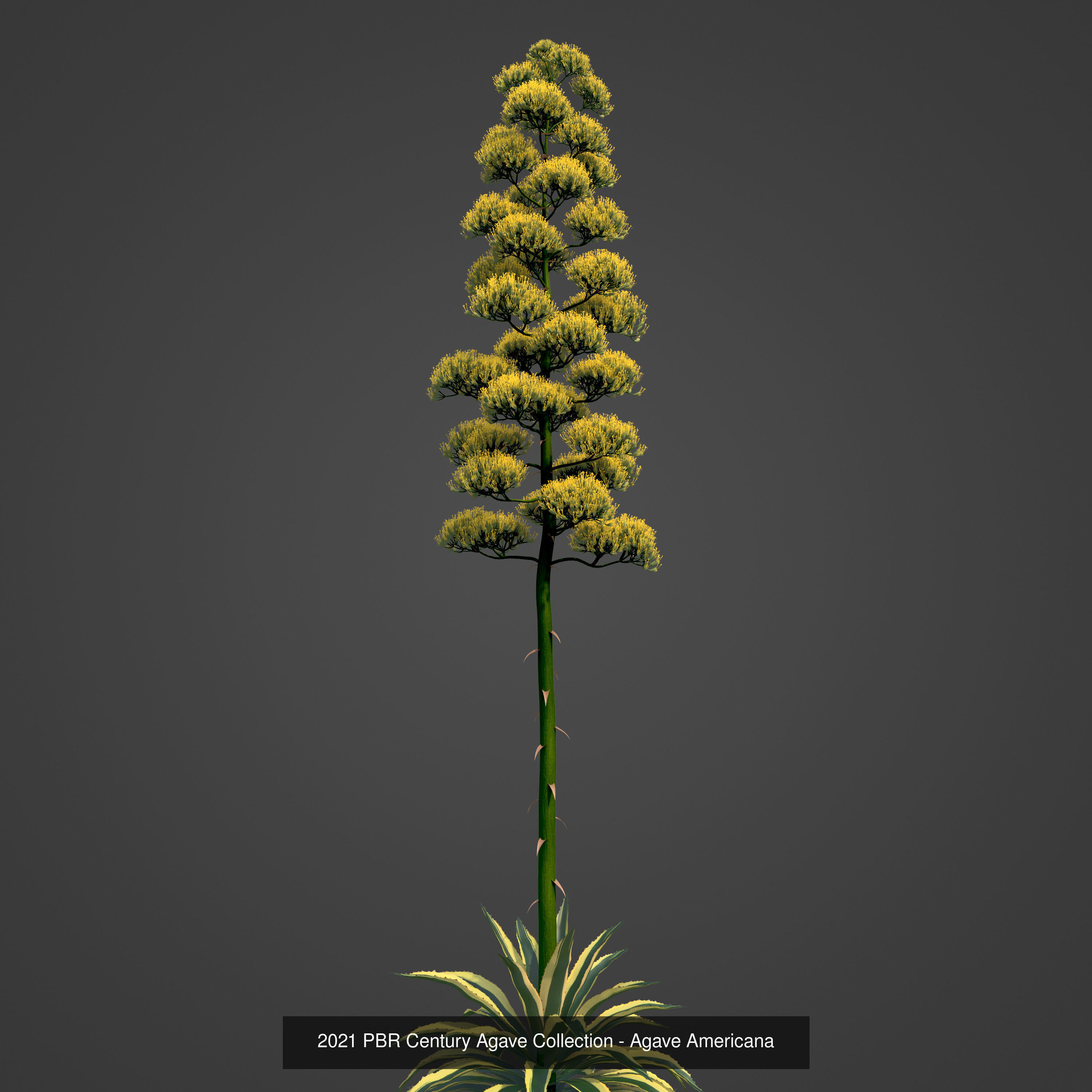 XfrogPlants Desert Collection 1 _55