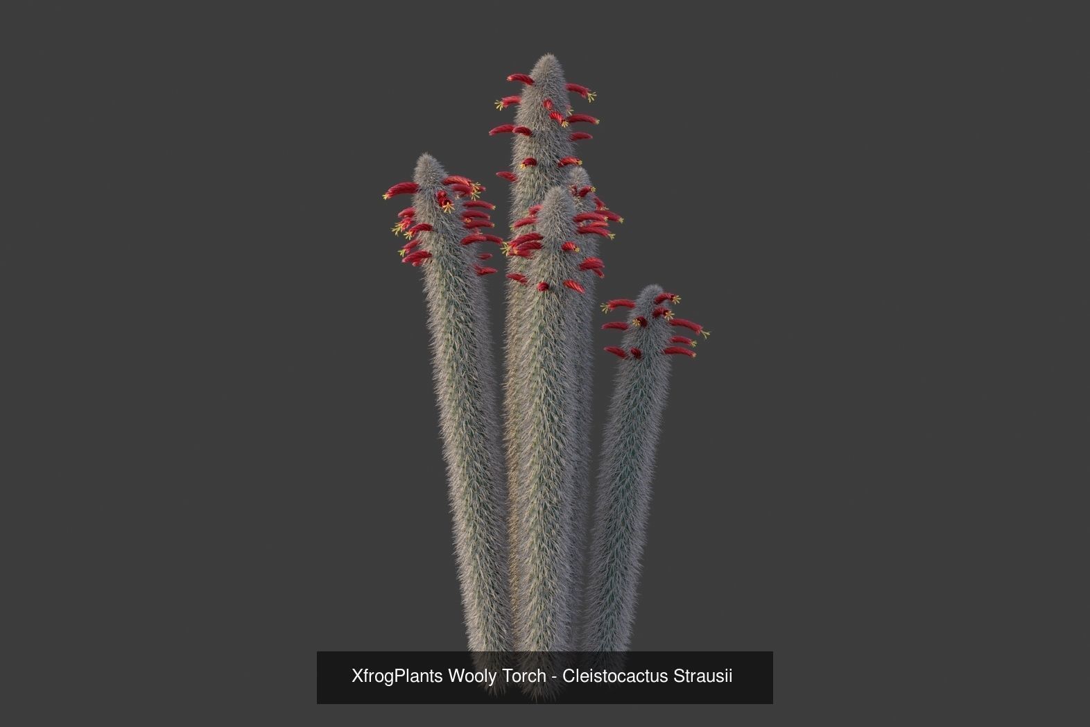 XfrogPlants Desert Collection 1 _42