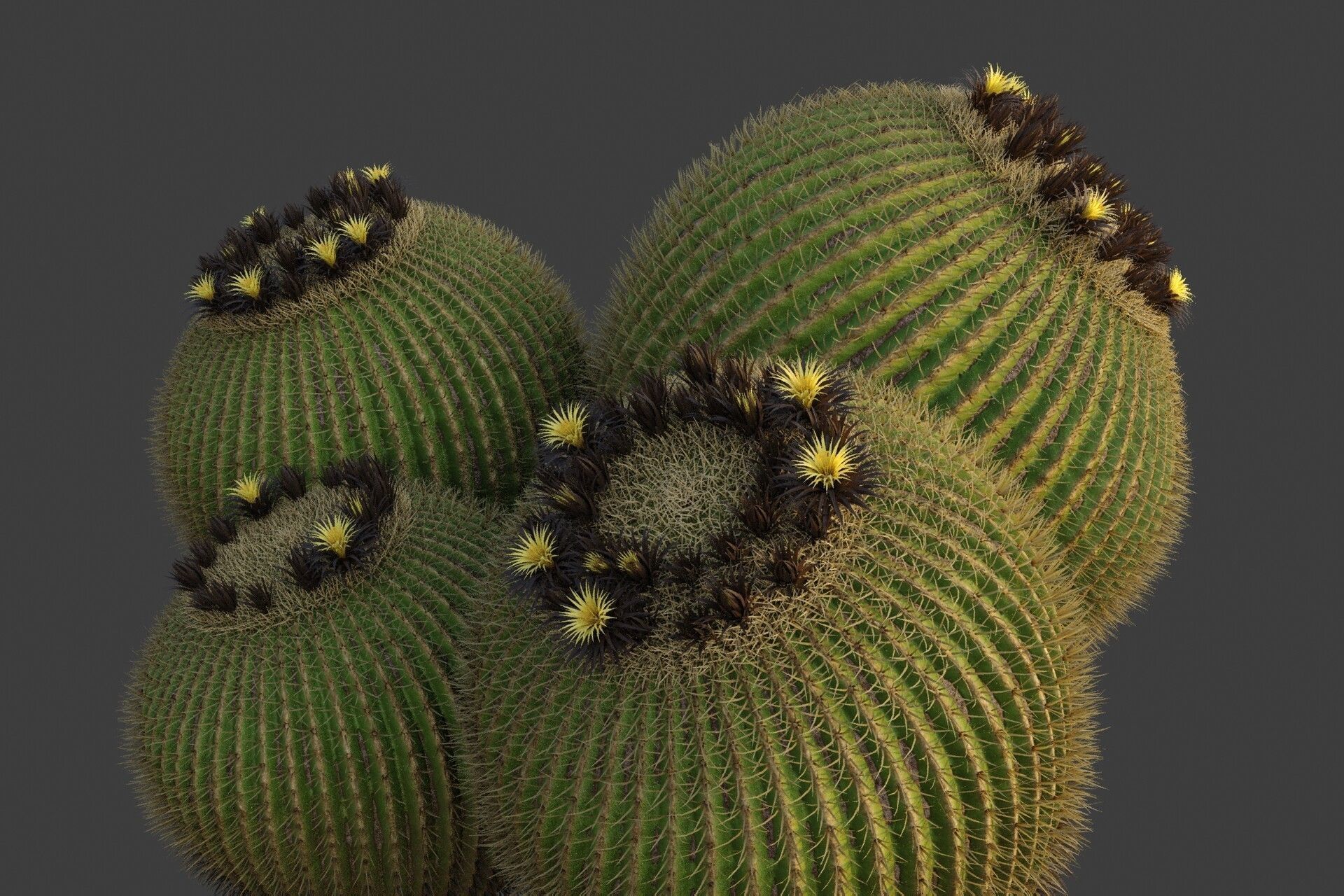 XfrogPlants Desert Collection 1 _13