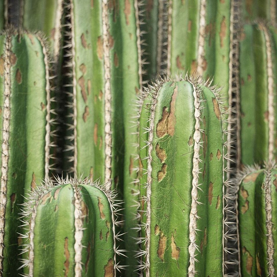 XfrogPlants Desert Collection 1 _16